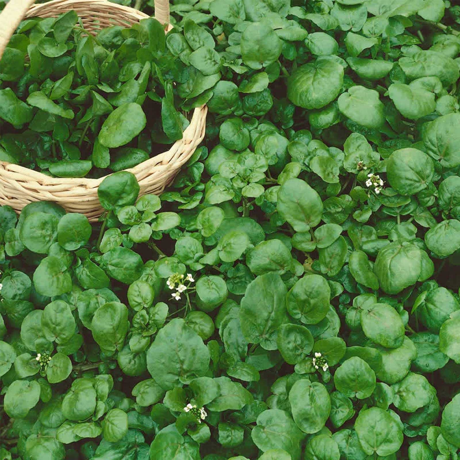 seeds cress watercress seed cress watercress seed