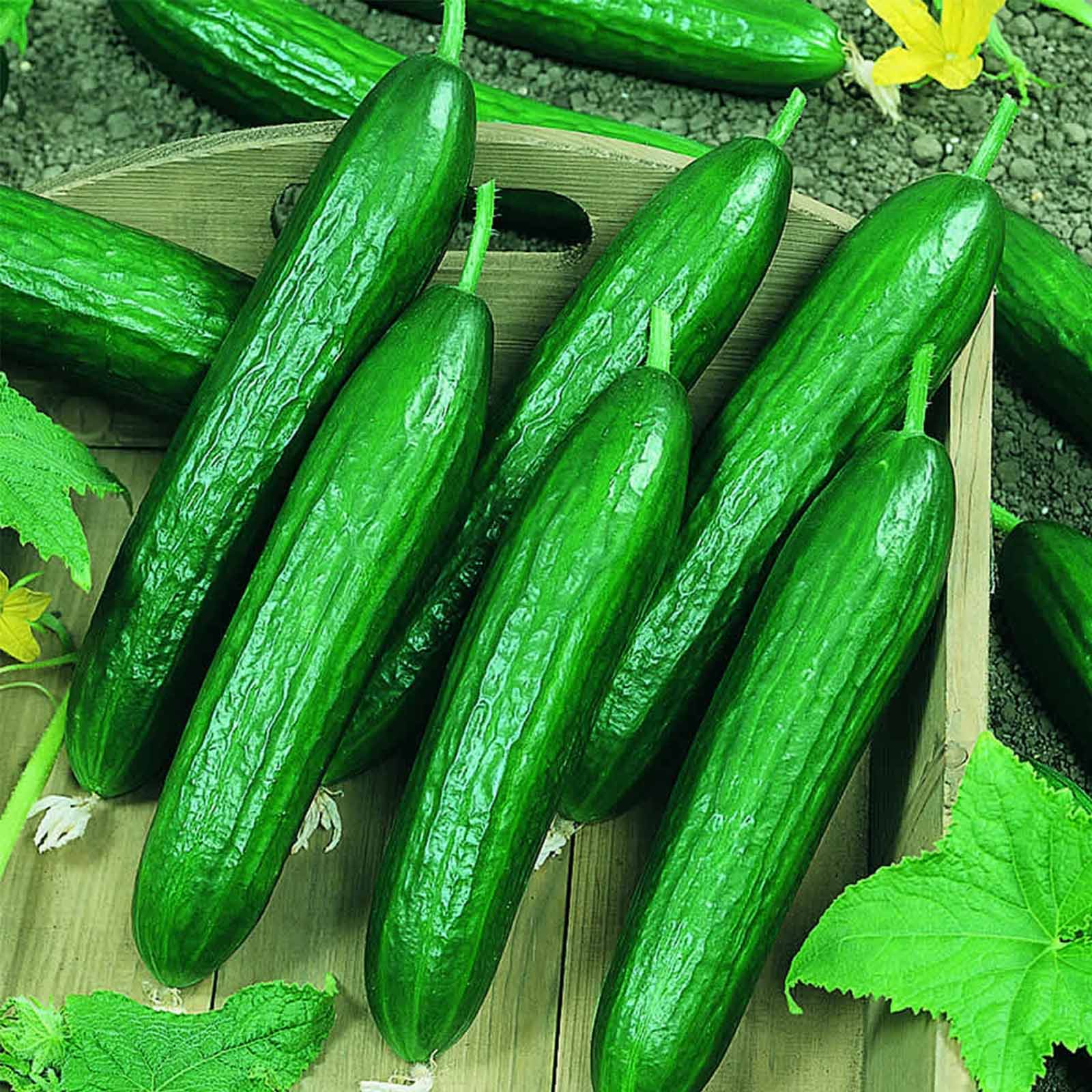 Seeds: Beit Alpha CMR/MMR Cucumber Garden - 3 Gram Packet - Non-GMO - Buy Non-GMO Cucumis sativus Farm & Gardening Seeds Online
