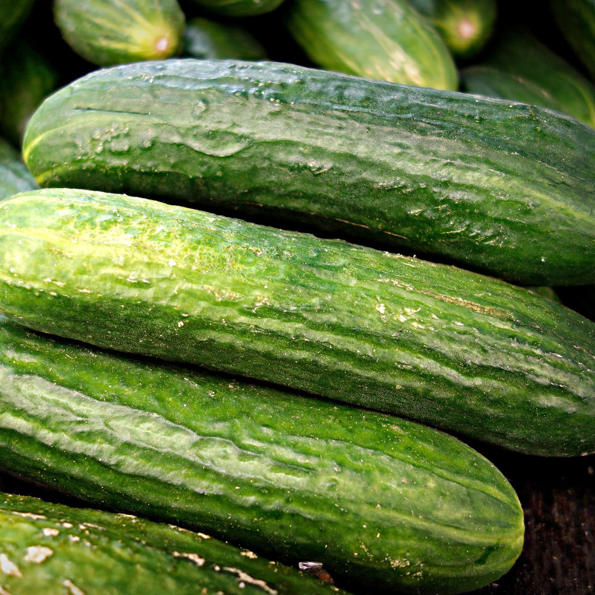 Cucumber Beit Alpha F1 CMR/MMR Seeds - 4 Oz ~3,800 Seeds - Hybrid - Buy Non-GMO Cucumis sativus Farm & Gardening Seeds Online