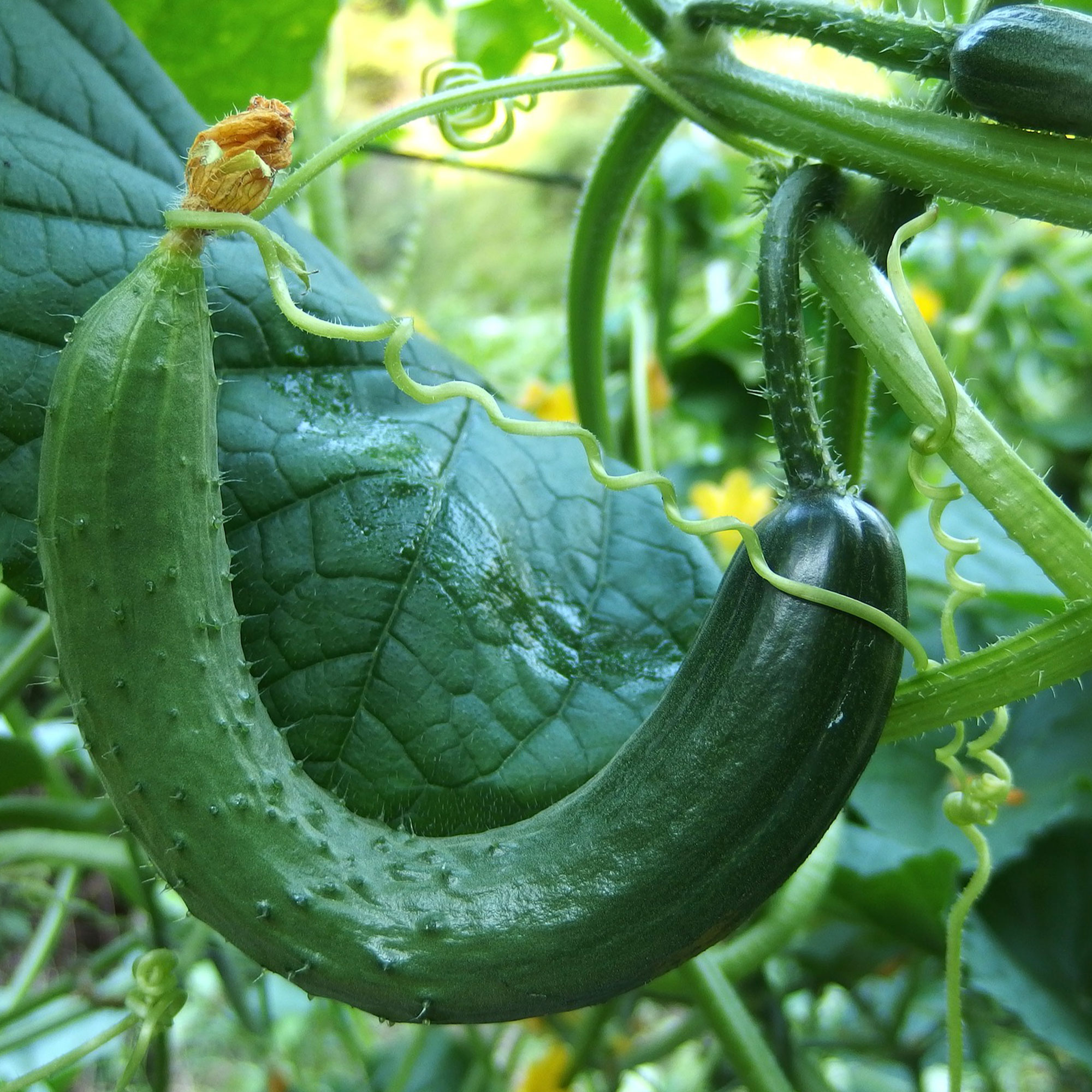 Cucumber - Chinese Snake Curved - 3 g Packet ~ 90 Seeds - Cucumis sativus - Buy Non-GMO Cucumis sativus Farm & Gardening Seeds O
