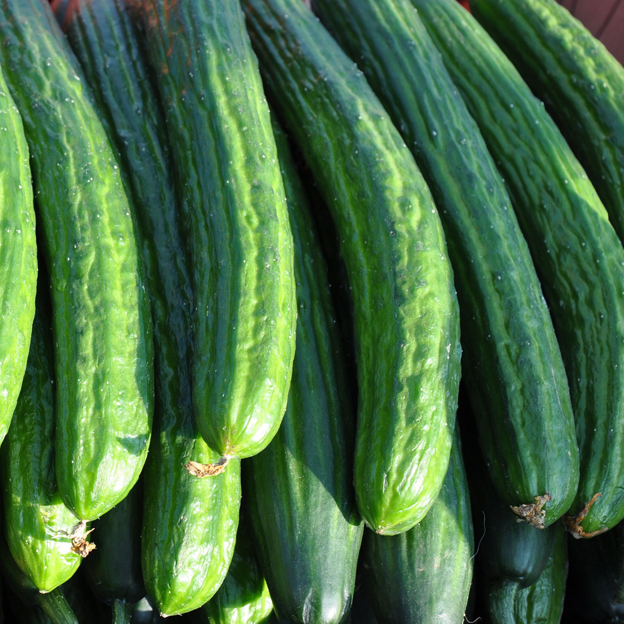 Cucumber Greenhouse Long Burpless F1 - 3G ~90 Seeds - Non-GMO, Hybrid - Buy Non-GMO Cucumis sativus Farm & Gardening Seeds Onlin