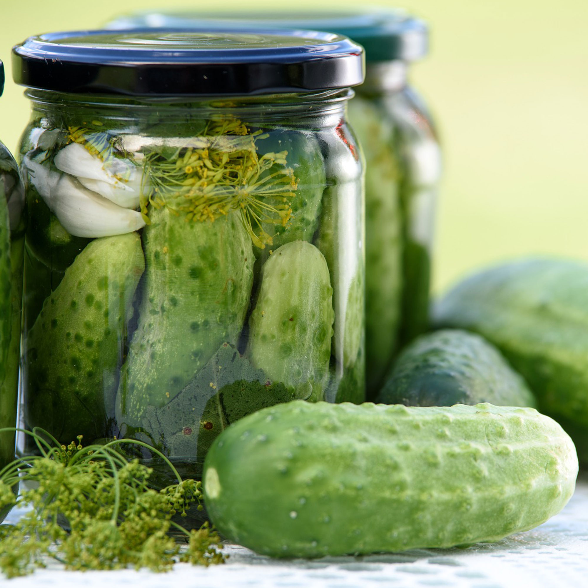 Cucumber - Homemade Pickles - 5 Lb ~76,000 Seeds - Vegetable - Heirloom - Buy Non-GMO Cucumis sativus Farm & Gardening Seeds Onl
