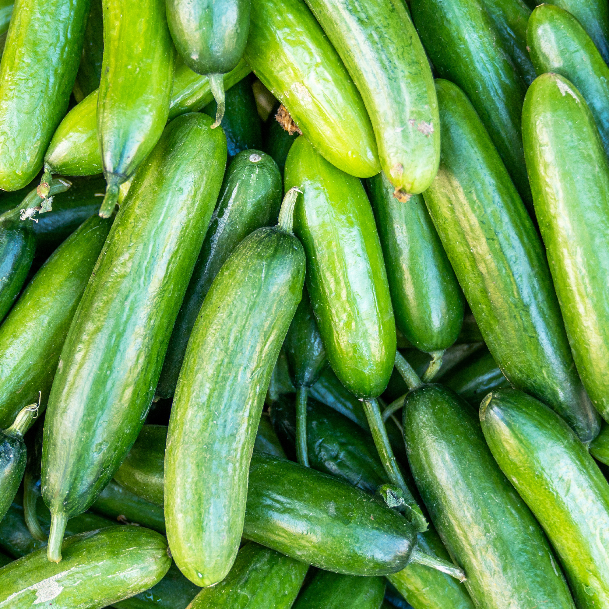 Cucumber - Marketer - 5 Lbs Bulk ~60,800 Seeds - Cucumis sativus - Farm & Garden - Buy Non-GMO Cucumis Sativus Farm & Gardening 