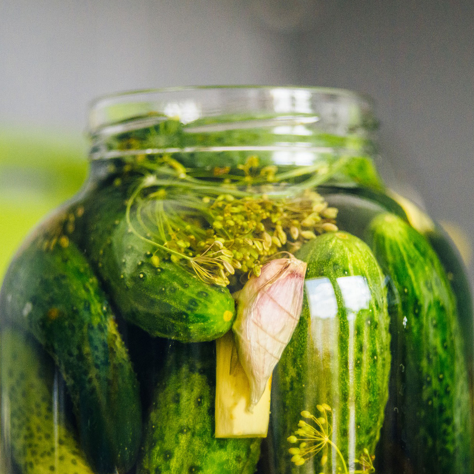 Cucumber - Rhinish Pickle - 1 Oz ~950 Seeds - Garden - Heirloom - Buy Non-GMO Cucumis sativus Farm & Gardening Seeds Online