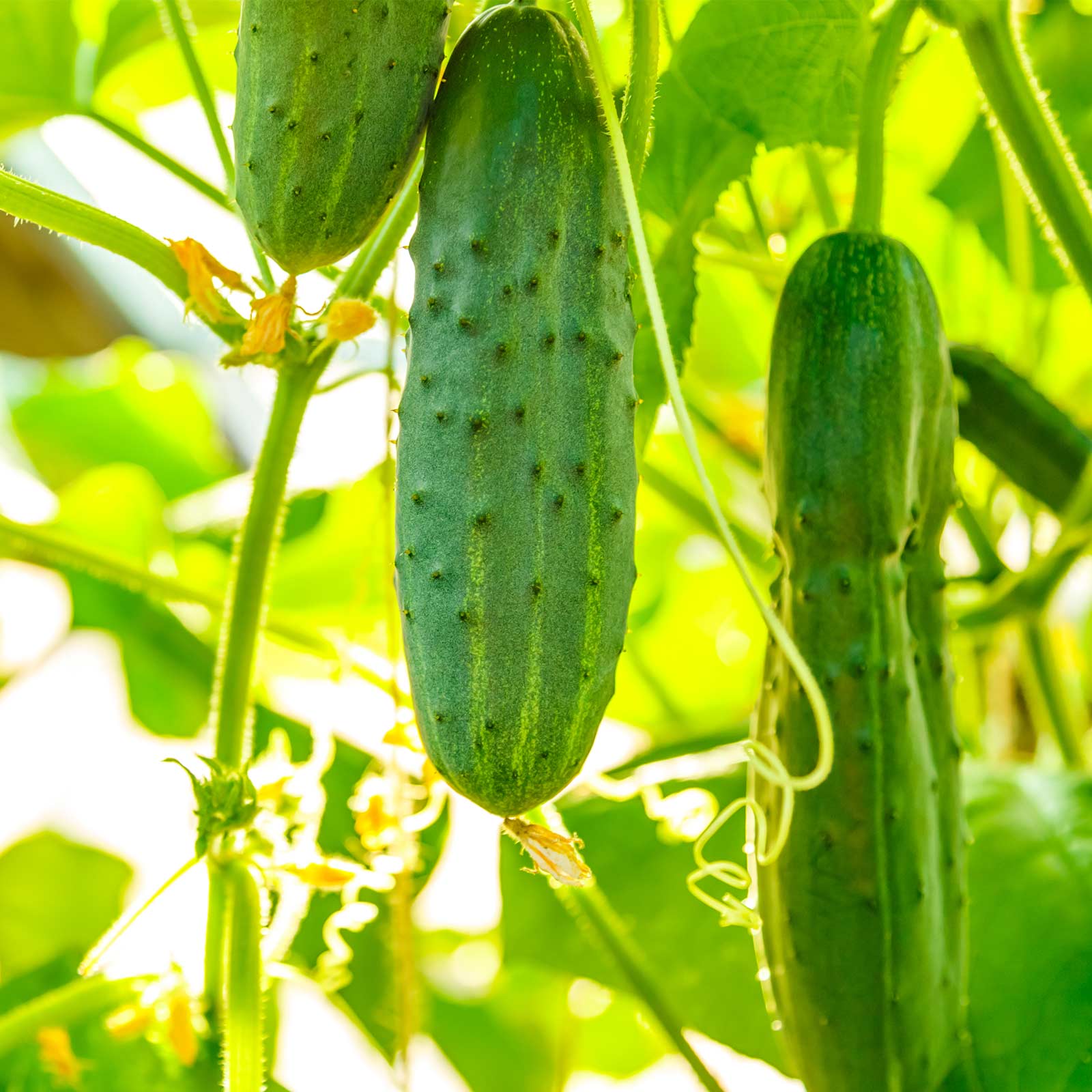Salad Bush Hybrid Cucumber - 10 Seeds - Non-GMO Vegetable Garden - Buy Non-GMO Cucumis sativus Farm & Gardening Seeds Online