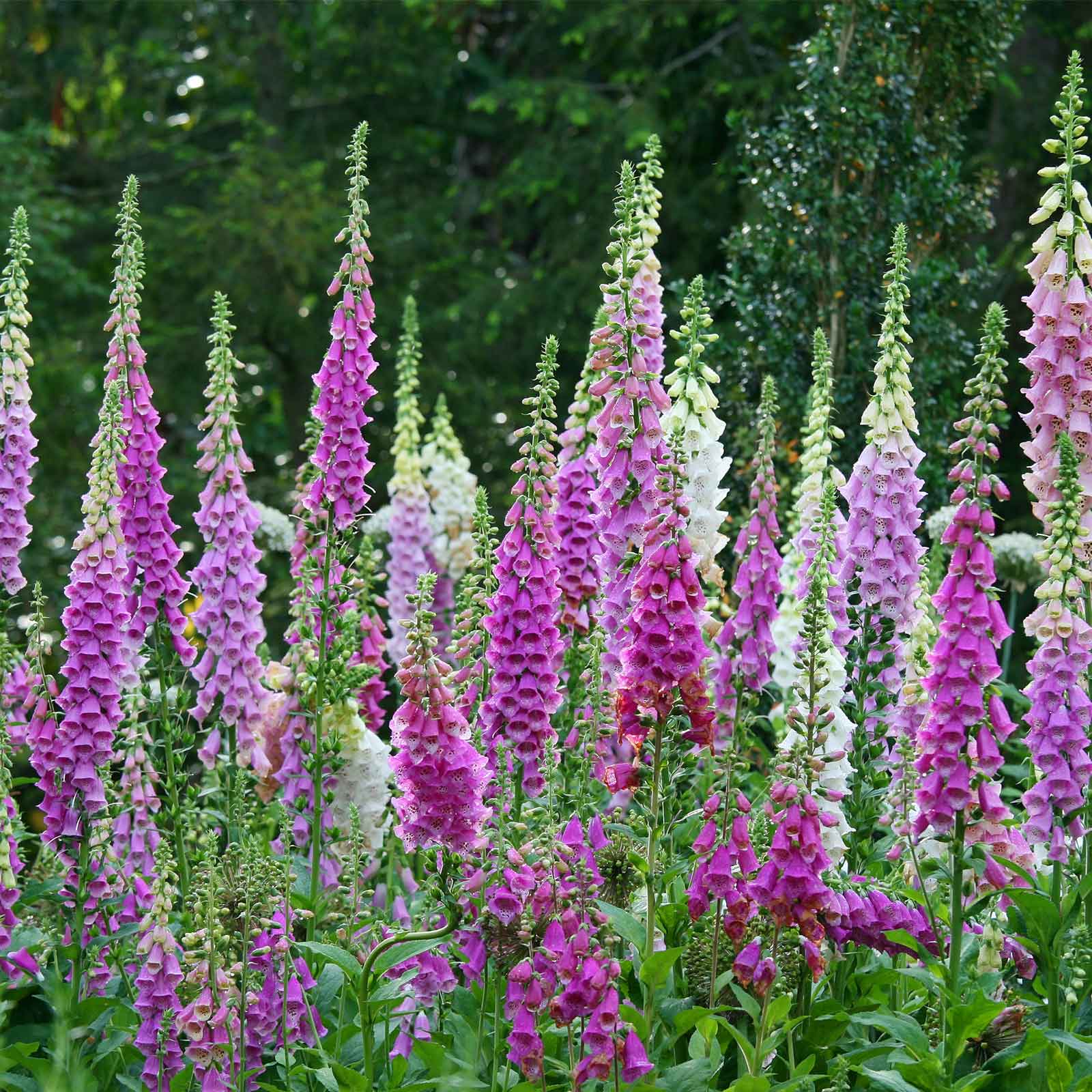 Seeds: Mixed Color Foxglove Digitalis Flower - 4 Oz- Perennial Flower - Buy Non-GMO Digitalis purpurea Farm & Gardening Seeds On
