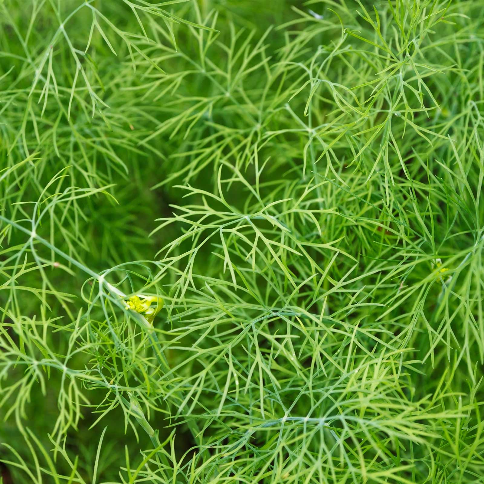 Dwarf Fernleaf Dill Herb - 500 Mg Packet ~400 Seeds - Garden Heirloom - Buy Non-GMO Anethum graveolens Farm & Gardening Seeds On