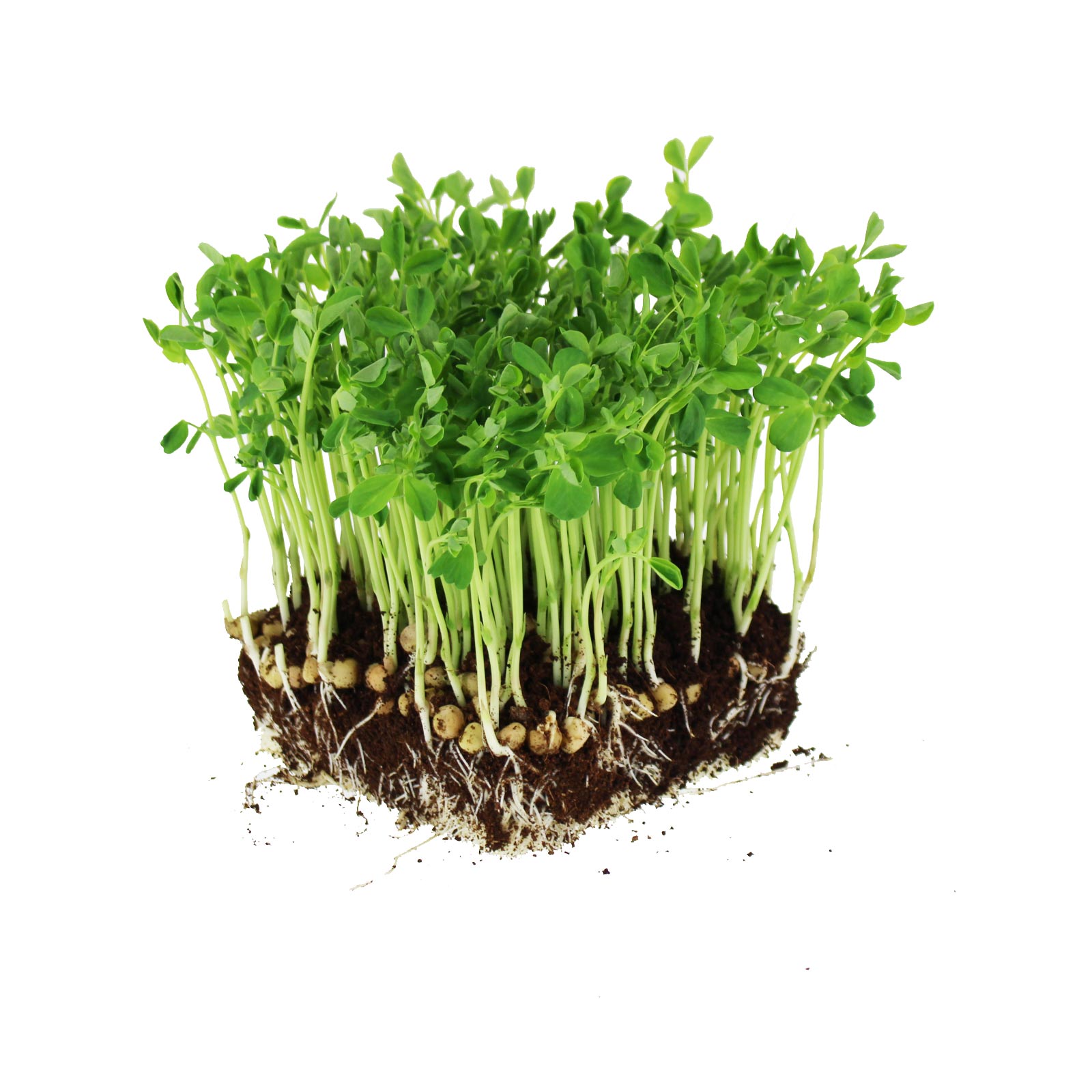 Dun Pea Seeds