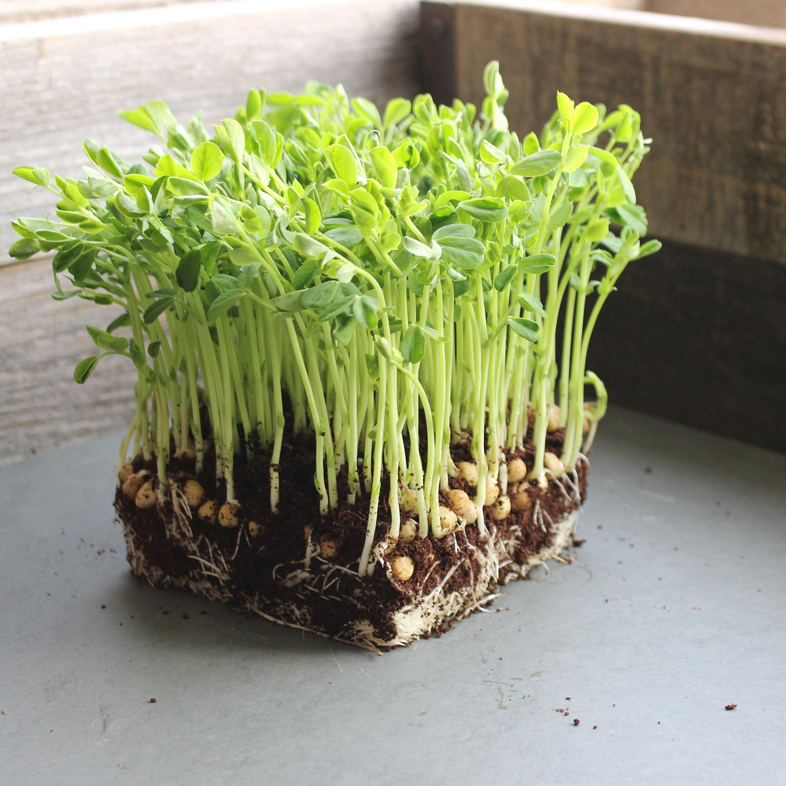 Organic Dundale (Dun) Pea - 5 Lb ~8000 Seeds - Garden Cover Crop - Buy Non-GMO Pisum sativum Farm & Gardening Seeds Online