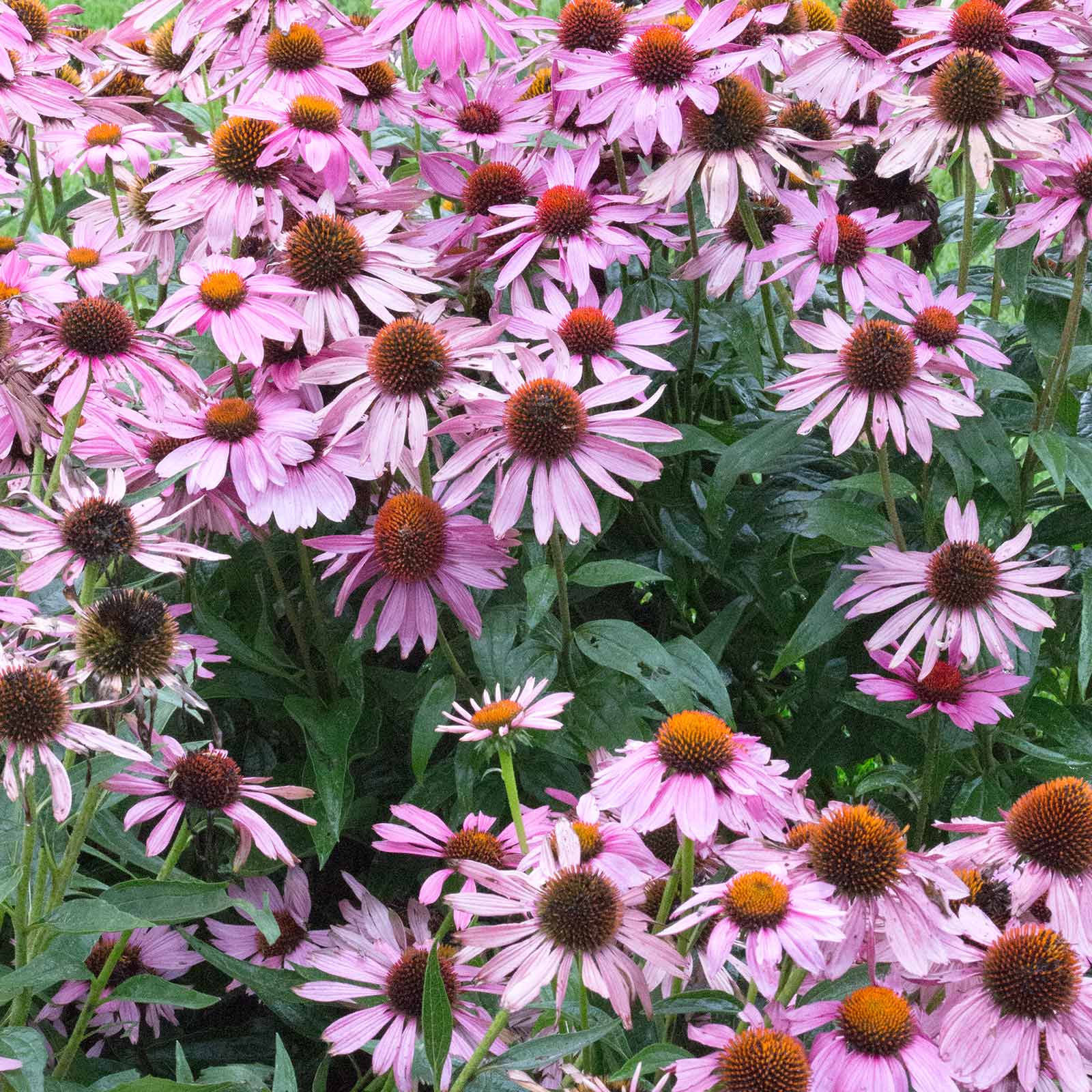 Bravado Echinacea Flower Garden (Purple Coneflower) - 100 Seeds Packet - Buy Non-GMO Echinacea purpurea Farm & Gardening Seeds O