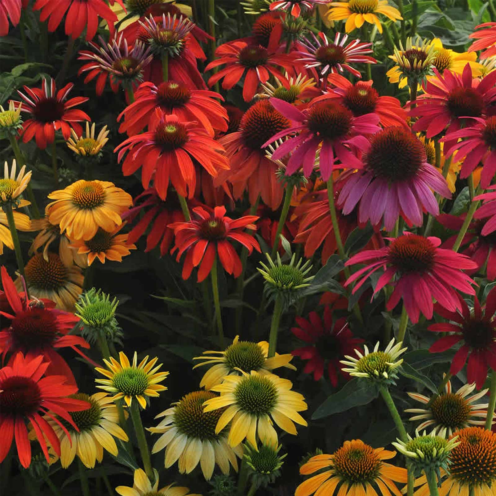 Seeds: Cheyenne Spirit Echinacea Flower (Purple Coneflower) - 100 Seed - Buy Non-GMO Echinacea sp Farm & Gardening Seeds Online