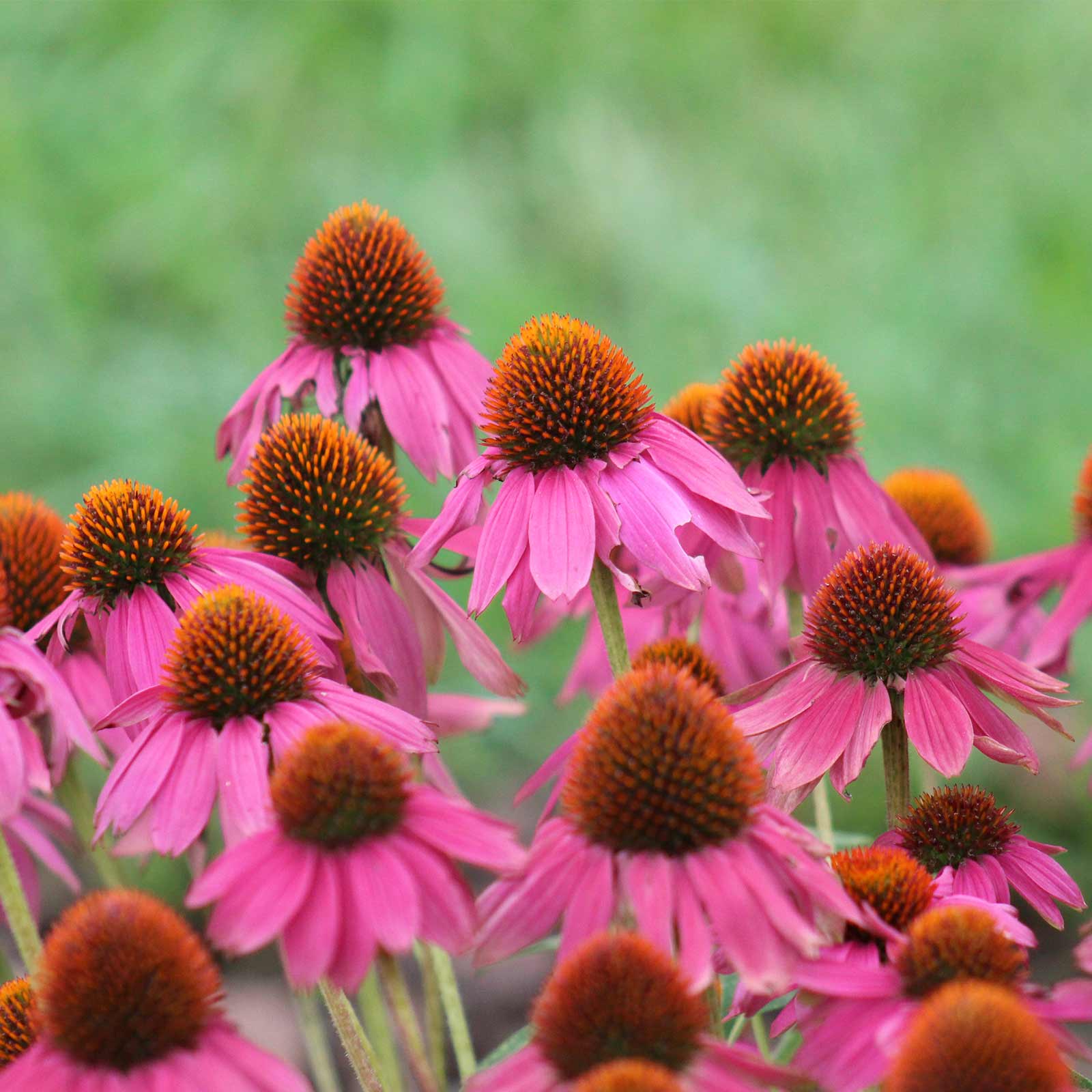 Seeds: Magnus Spirit Echinacea Flower (Purple Coneflower) - 1000 Seeds - Buy Non-GMO Echinacea purpurea Farm & Gardening Seeds O