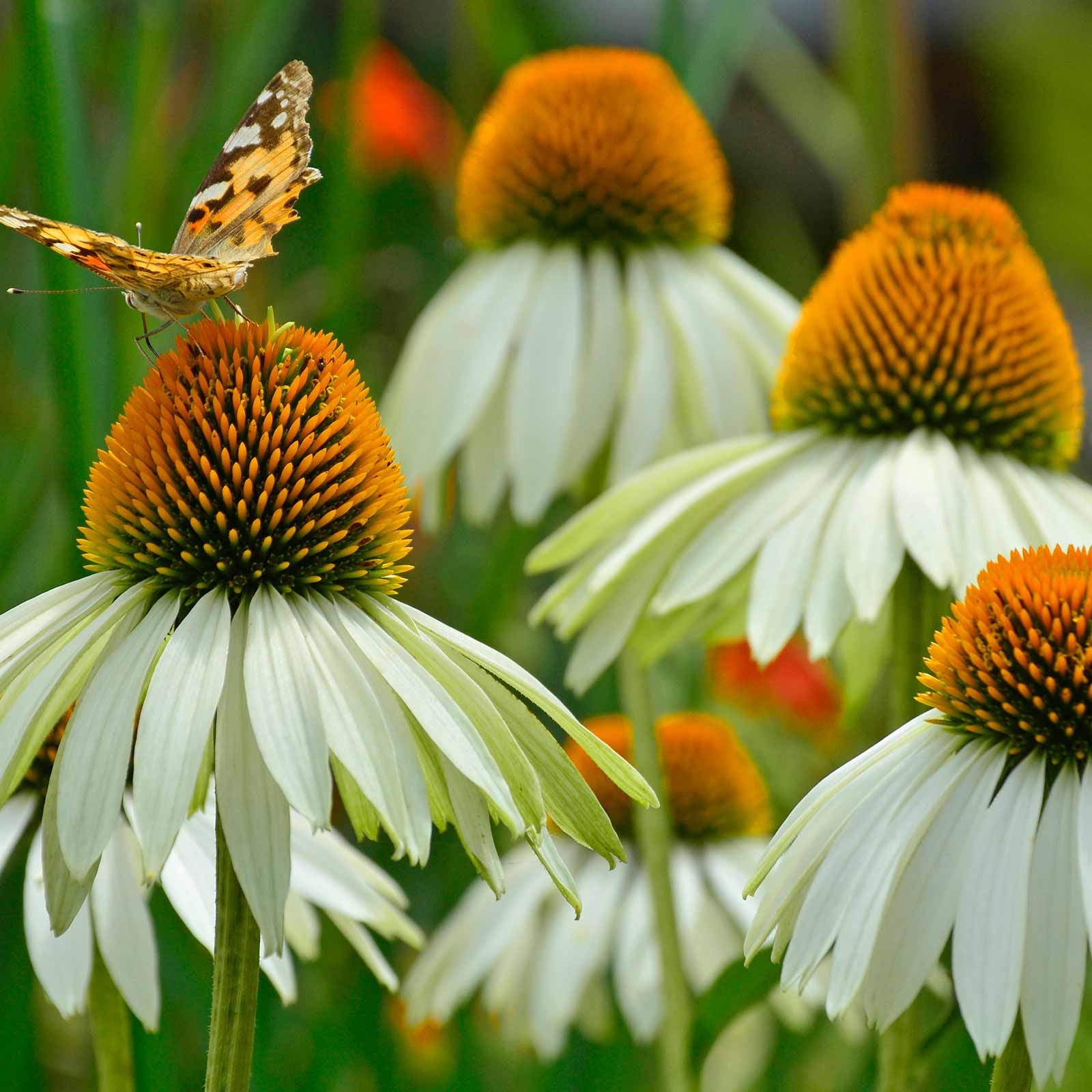 White Swan Echinacea (Coneflower) - 500 Mg Packet ~425 Seeds - Perennial - Buy Non-GMO Echinacea purpurea Farm & Gardening Seeds
