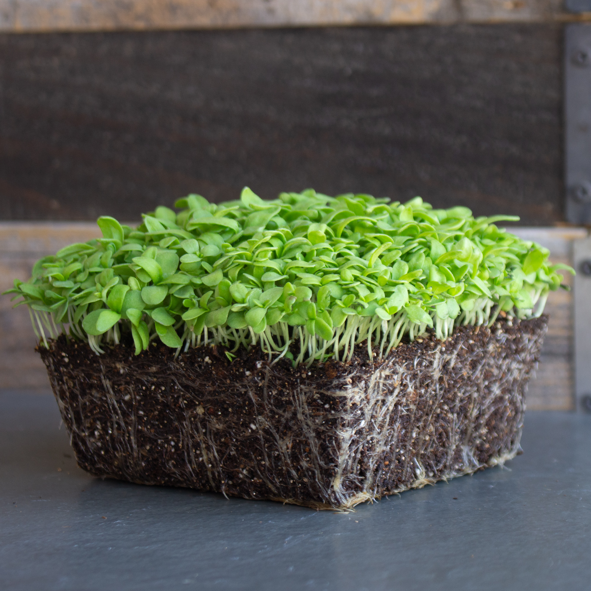 Chrysanthemum - Broad Leaf, Edible - 3 g Packet ~1000 Flower Seeds - Buy Non-GMO Chrysanthemum coronarium Farm & Gardening Seeds