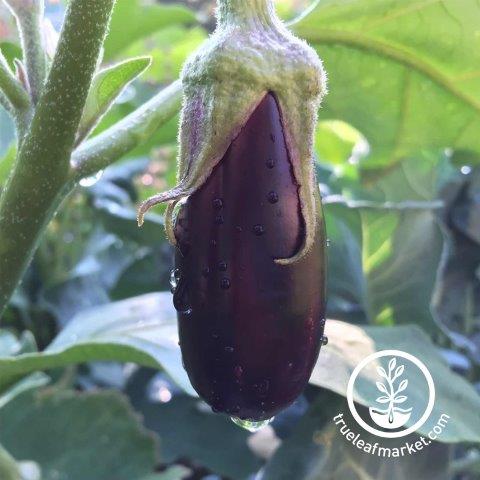Seeds: Long Purple Eggplant Garden - 1 Lbs - Non-GMO Heirloom - Buy Non-GMO Solanum melongena Farm & Gardening Seeds Online