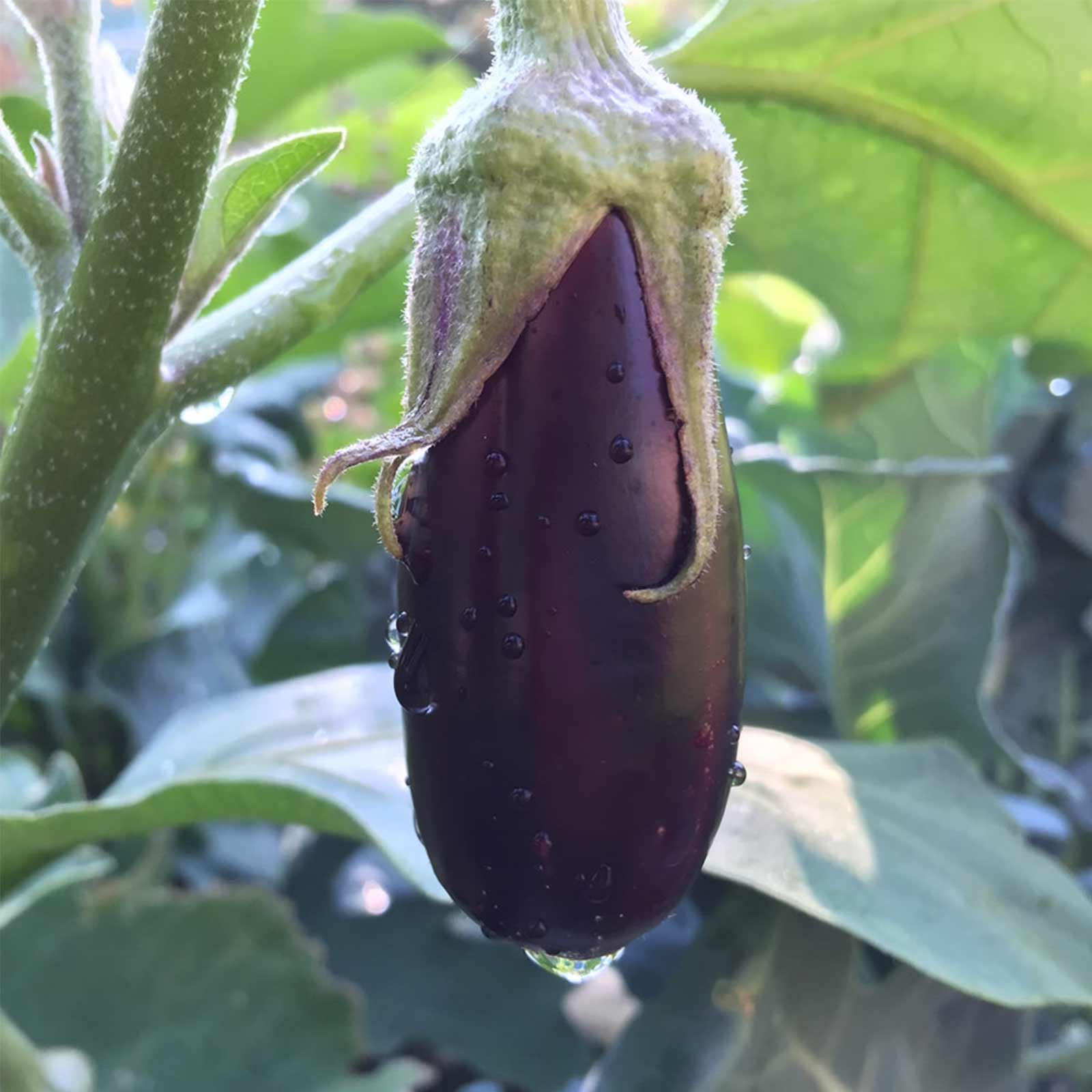 Long Purple Eggplant - 1 g Packet ~200 Seeds - Non-GMO Heirloom Vegetable - Buy Non-GMO Solanum melongena Farm & Gardening Seeds