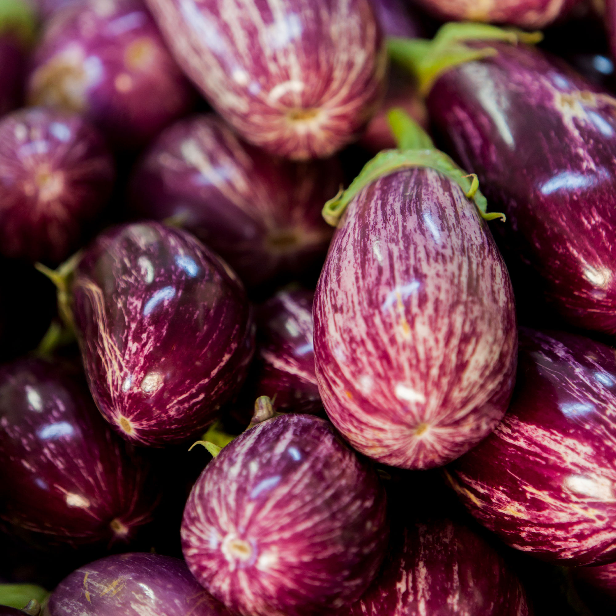 Eggplant Seeds - Pandora Striped Rose - 1 Lb ~104,000-Garden, Heirloom