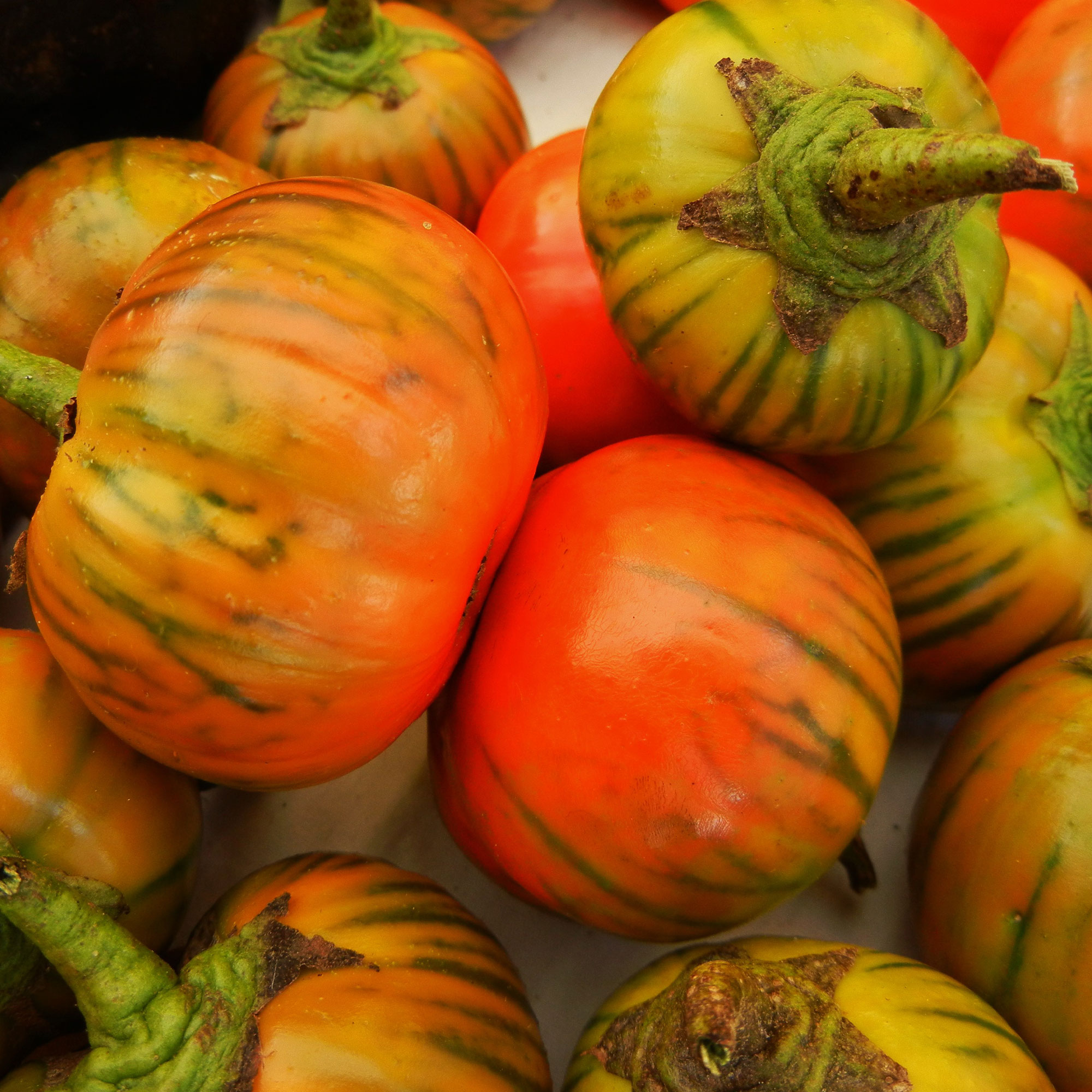 Eggplant Seeds - Turkish Orange - 5 Lb ~675,200 Seeds - Buy Non-GMO Solanum Melongena Farm, Home & Gardening Seeds Online - Best