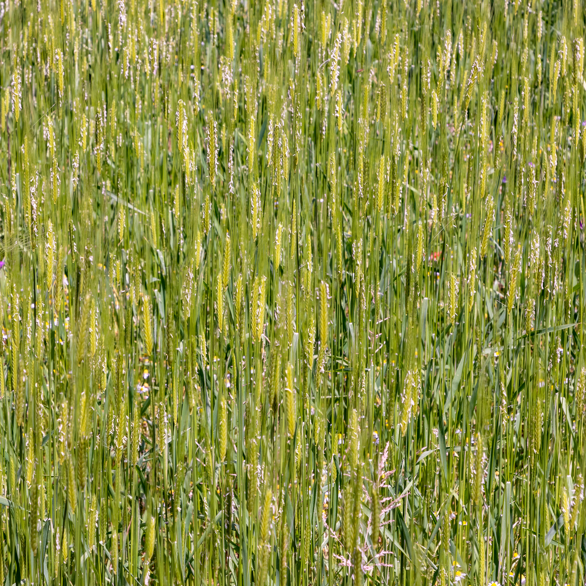 Organic Einkorn Grain Seeds - 4 Oz ~2800 Seeds - Heirloom, Non-GMO - Buy Non-GMO Triticum monococcum Farm & Gardening Seeds Onli