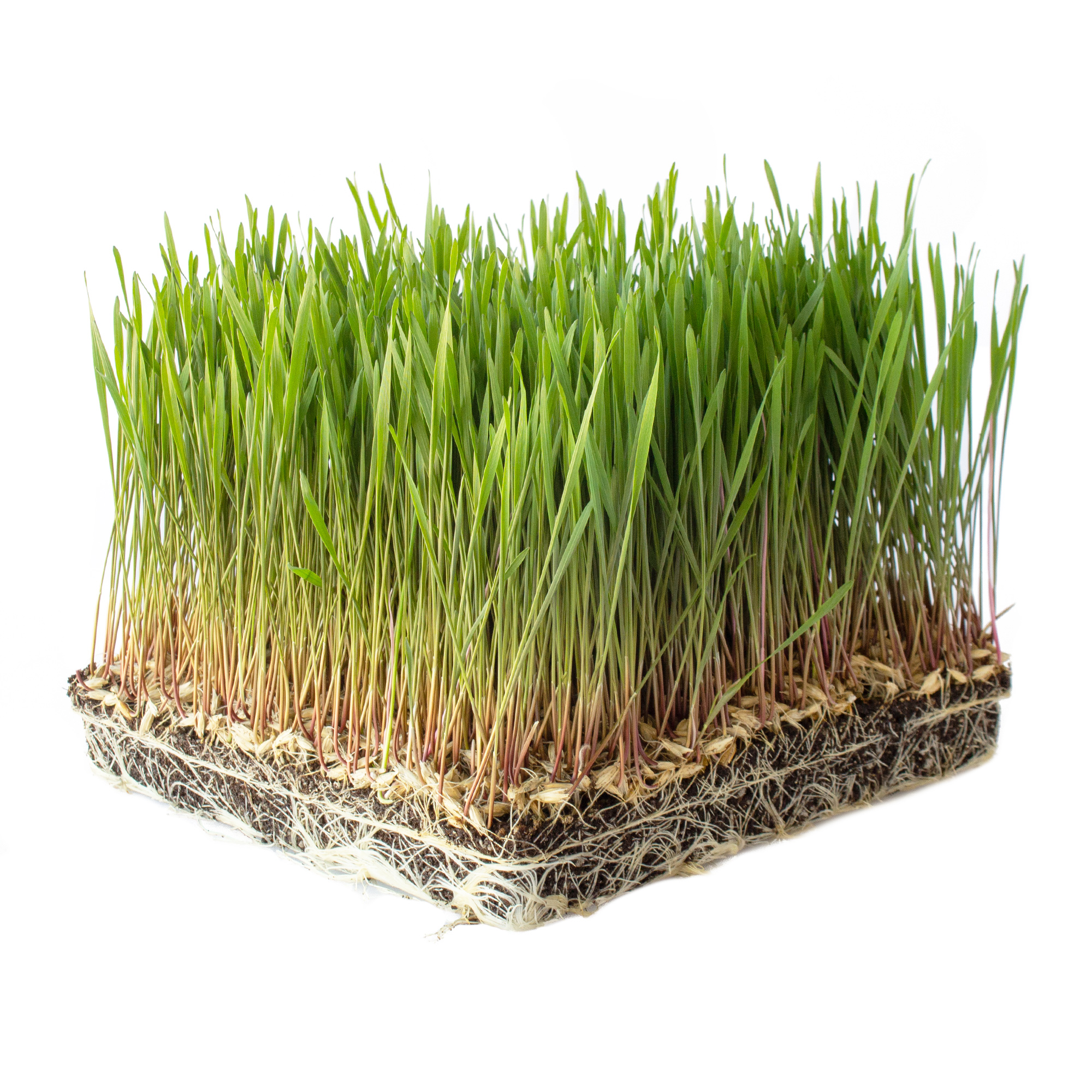 Organic Einkorn Grain - 14 g Packet ~325 Seeds - Wheatgrass, Grow Grain - Buy Non-GMO Triticum monococcum Farm & Gardening Seeds