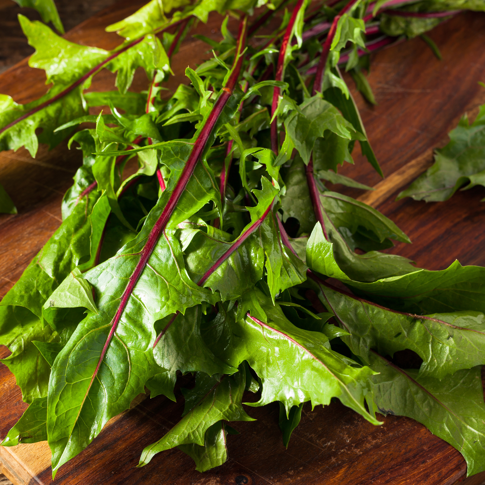 Endive - Dandelion Italian Red Stem - 2 g Packet ~1200 Seeds - Garden - Buy Non-GMO Cichorium endivia Farm & Gardening Seeds Onl