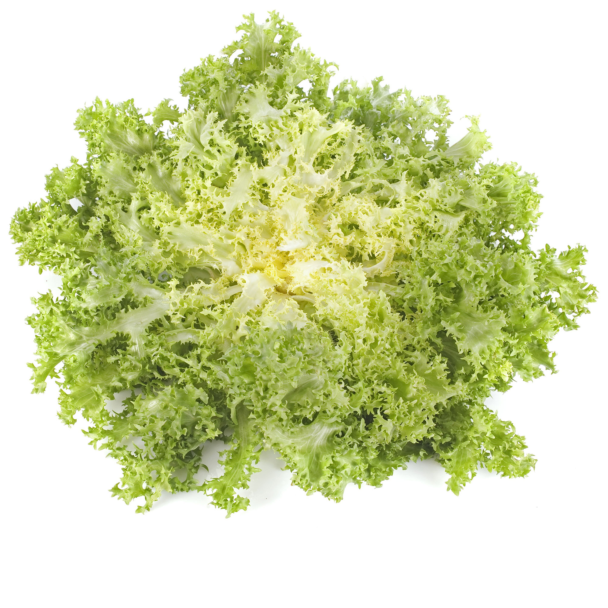 Endive - Frisse - 2 g Packet ~400 Seeds - Cichorium endivia - Garden Vegetable - Buy Non-GMO Cichorium endivia Farm & Gardening 