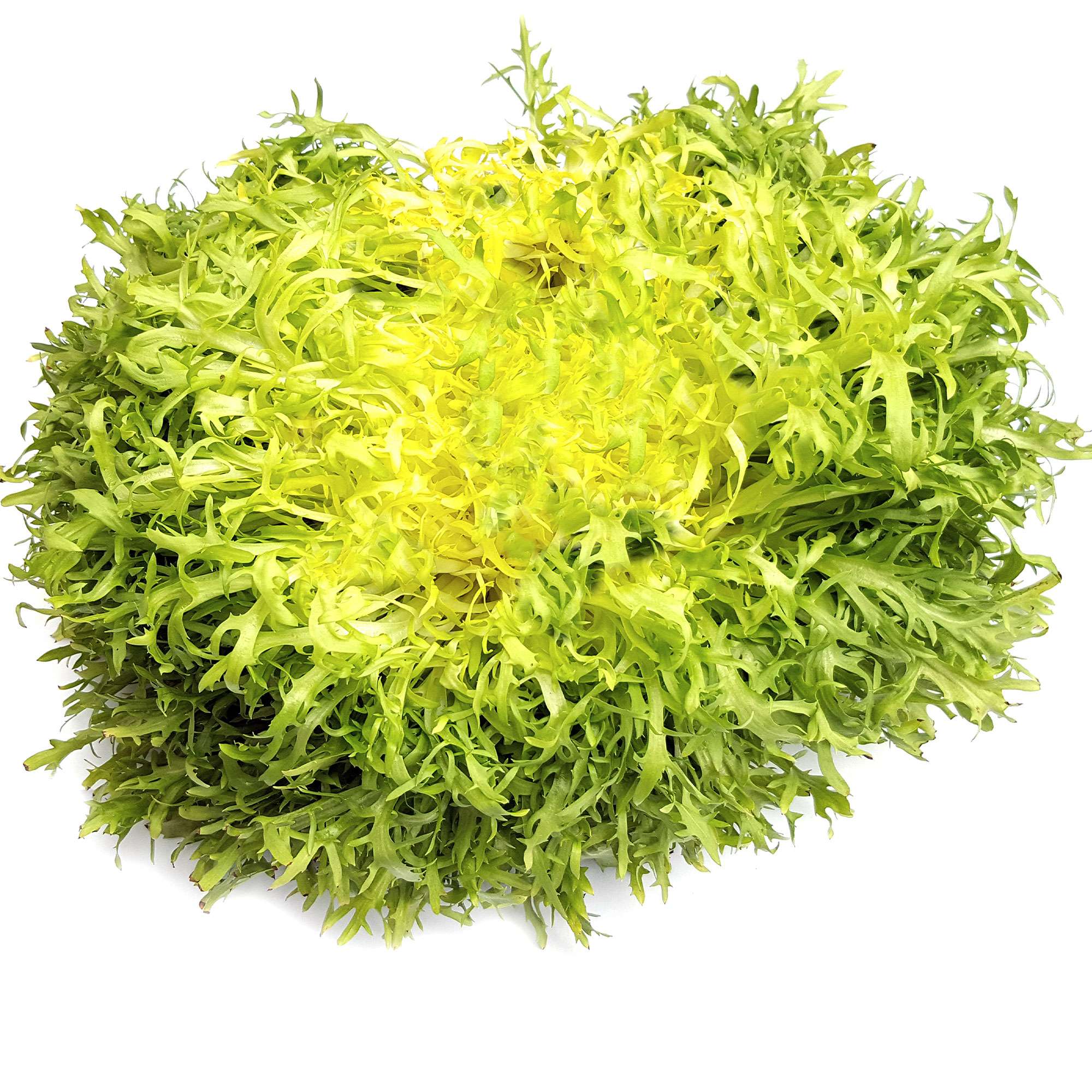 Endive Pancaliere Seed 1 lb ~ Seeds - NON-GMO - Open Pollinated - Heirloom Cichorium endivia crispum Farm & Gardening Seeds Onli