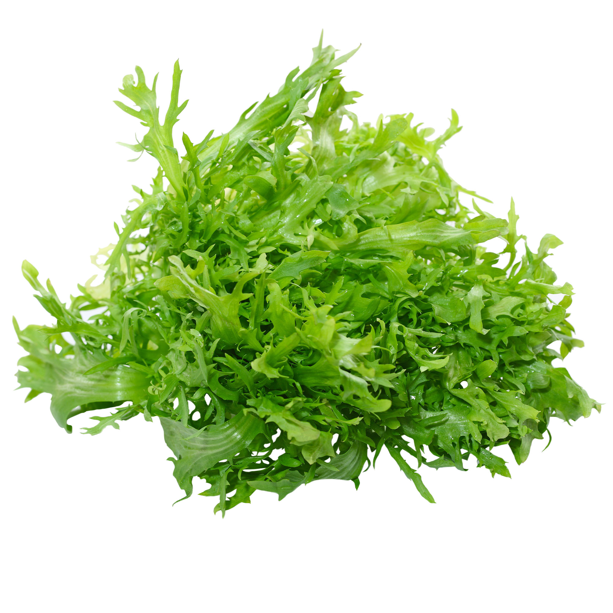 Endive - Salad King - 1 Oz ~25,500 Seeds - Cichorium endivia - Garden Vegetable - Buy Non-GMO Cichorium endivia Farm & Gardening