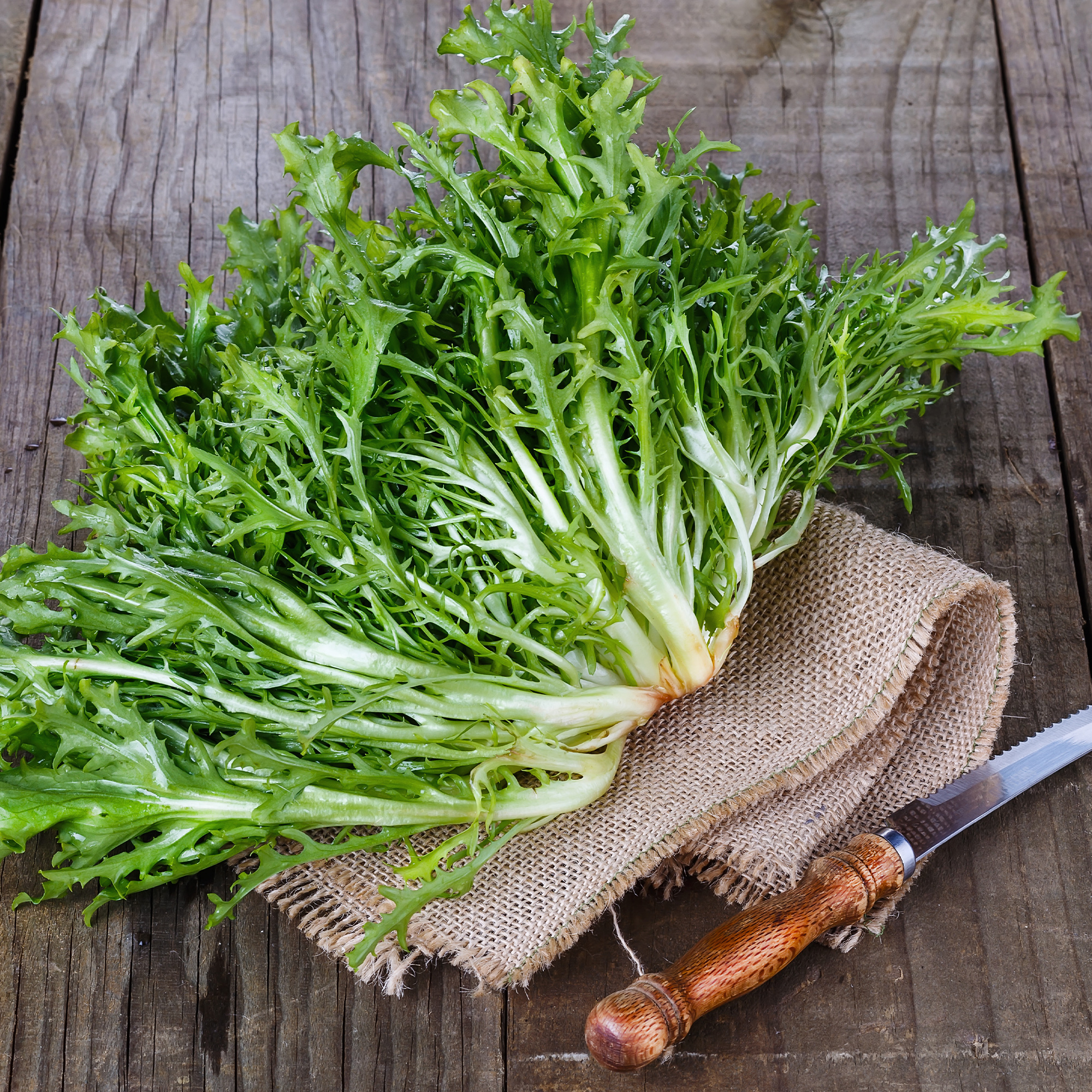 Endive Tres Fine - 2 G Packet ~800 Seeds - Non-GMO, Heirloom - Buy Non-GMO Cichorium endivia Farm & Gardening Seeds Online