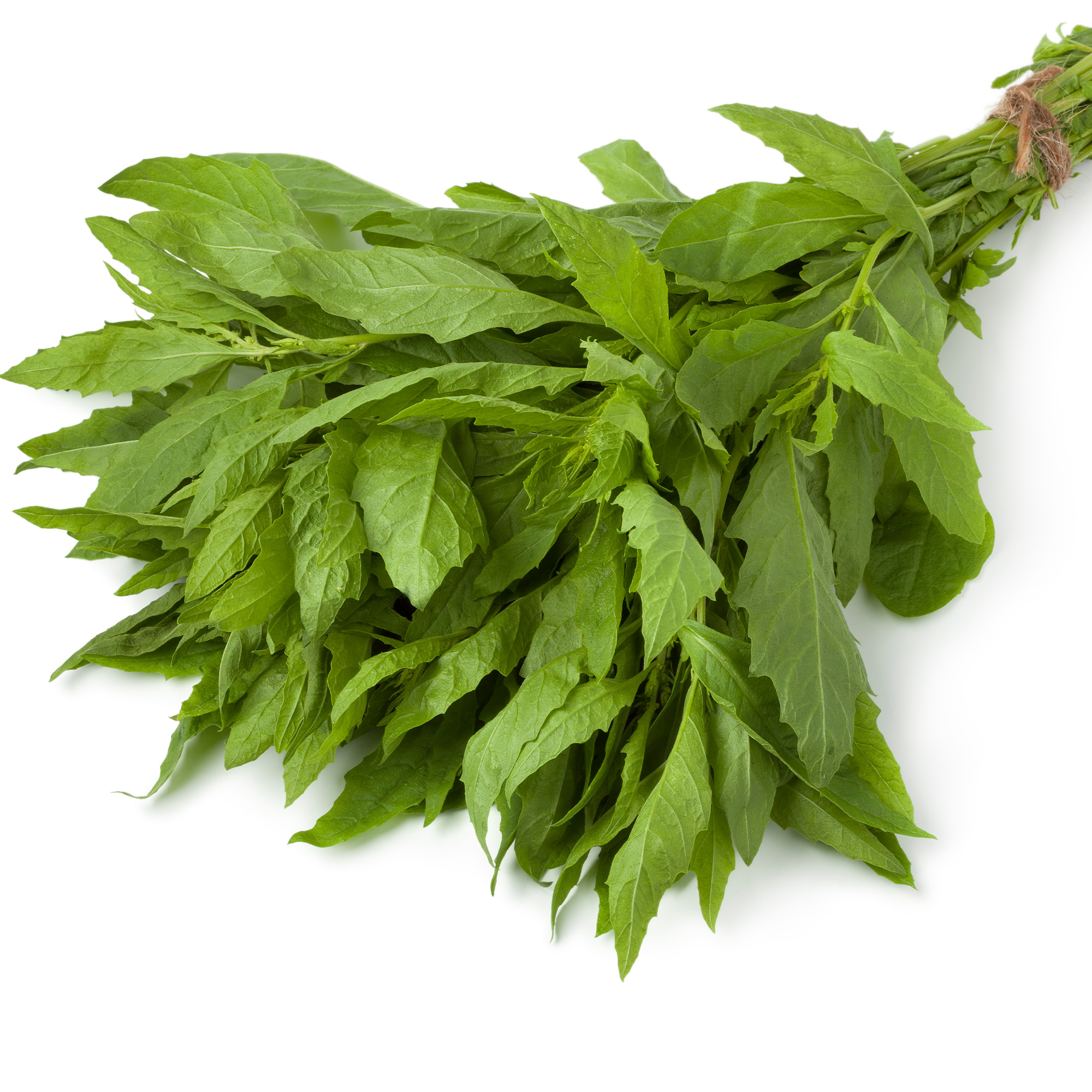 Epazote - 250 Mg Packet ~1600 Seeds -Culinary Herb -Non-GMO, Heirloom - Buy Non-GMO Dysphania ambrosioides Farm & Gardening Seed