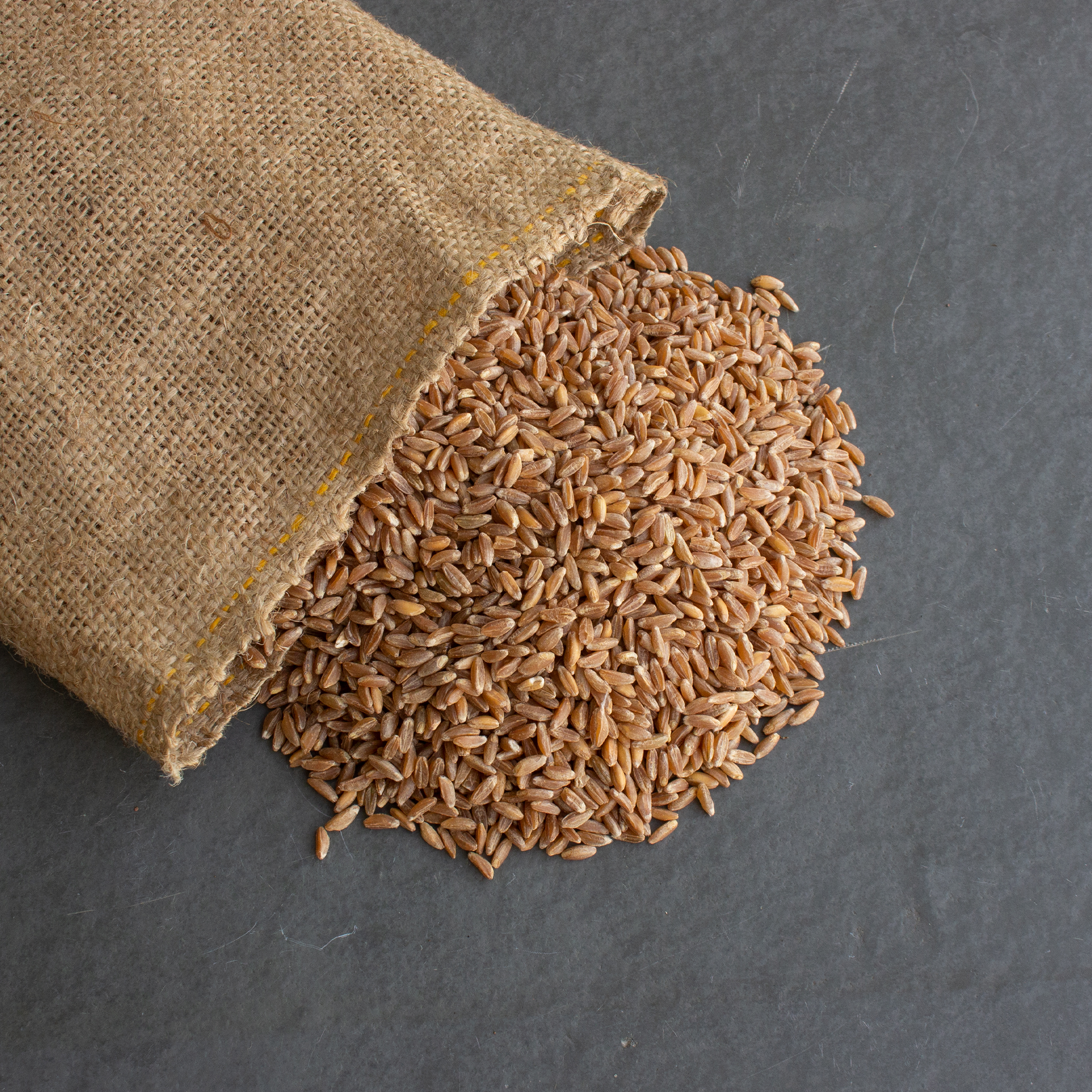 Organic Pearled Emmer Wheat - AKA: True Farro - 5 Lb - Bulk Grains - Buy Non-GMO Triticum dicoccum Farm & Gardening Seeds Online
