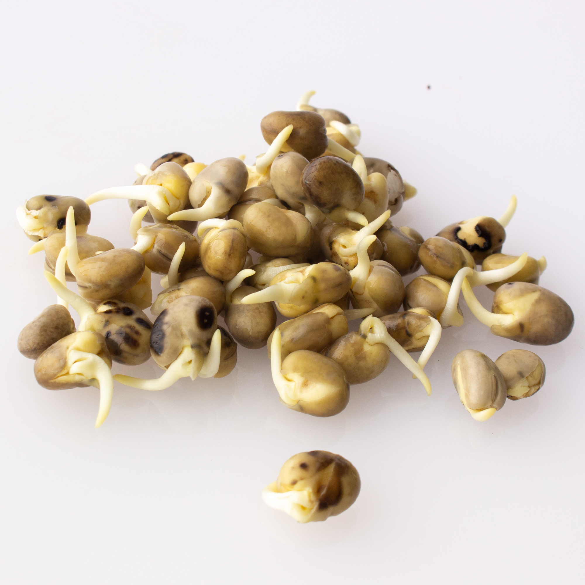 Organic Sprouting Fava Bean Seeds - 1 Lb - Non-GMO - Heirloom - Vicia faba - Buy Non-GMO Vicia faba Farm & Gardening Seeds Onlin