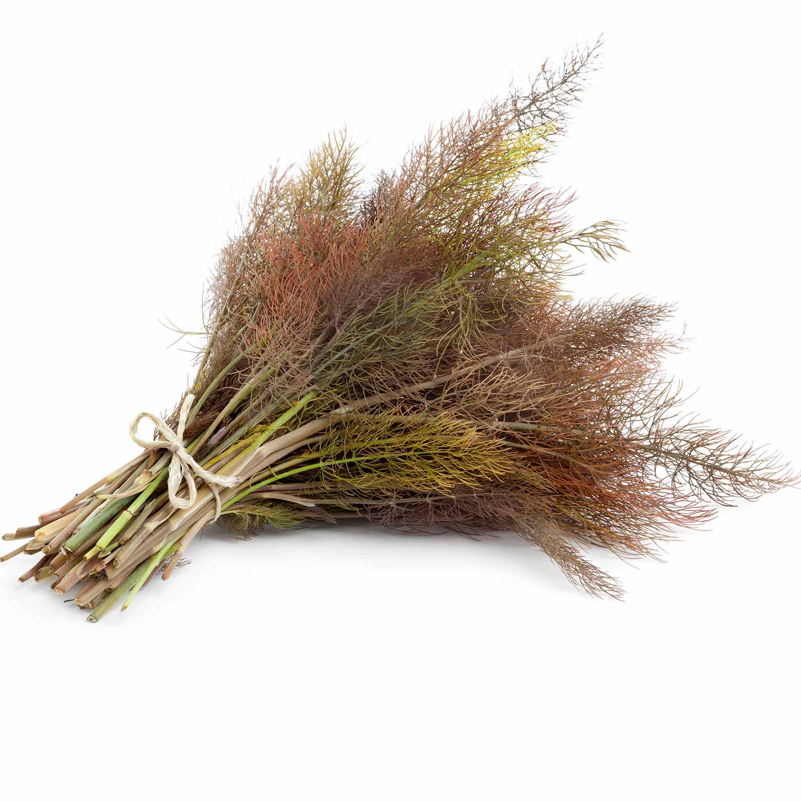 Seeds: Bronze Fennel Herb Garden - 1 Oz- Non-GMO Herbal Gardening - Buy Non-GMO Foeniculum vulgare Farm & Gardening Seeds Online