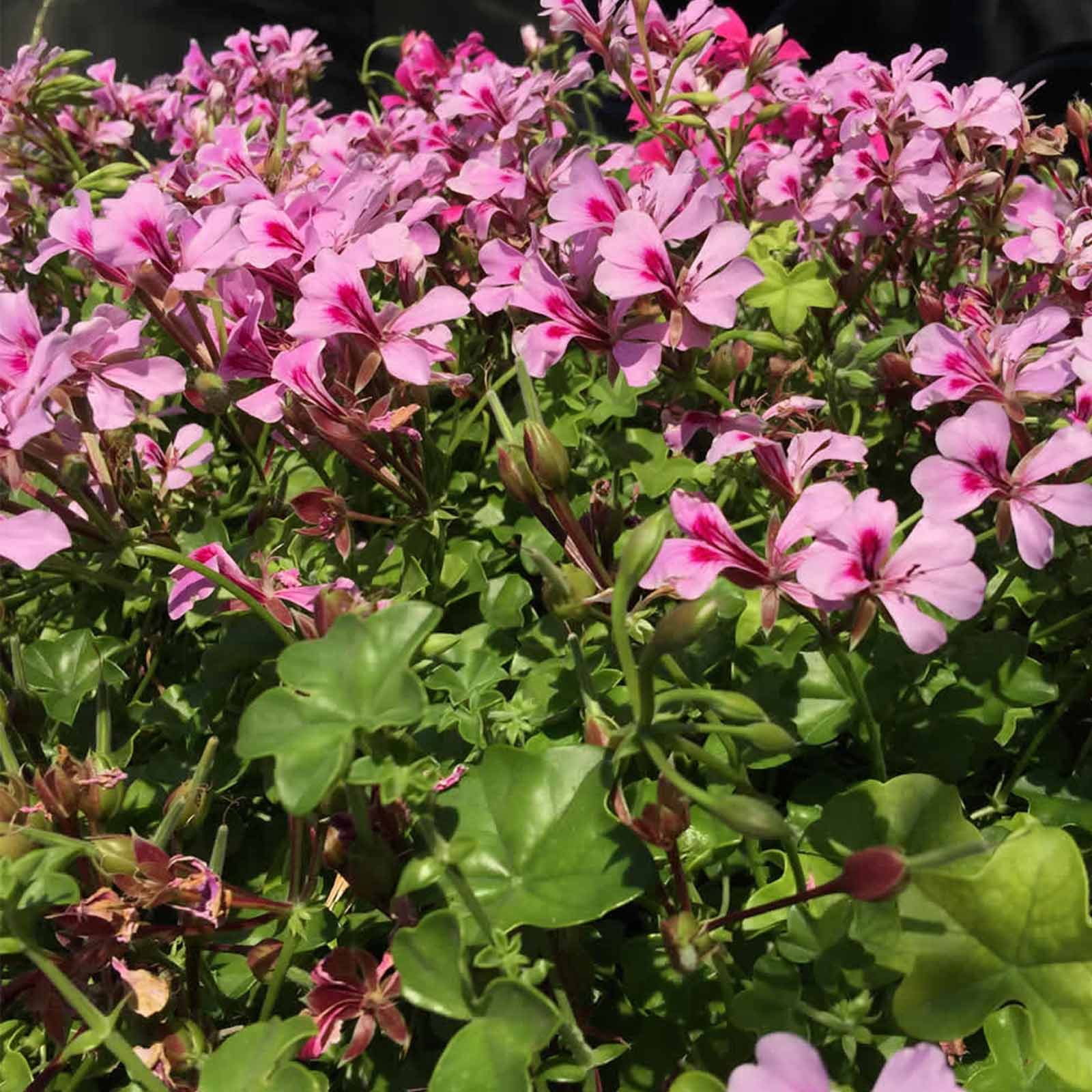 Seeds: Ivy-Leaved Geranium Flower Garden - Tornado Series: Mix - Buy Non-GMO Pelargonium peltatum Farm & Gardening Seeds Online