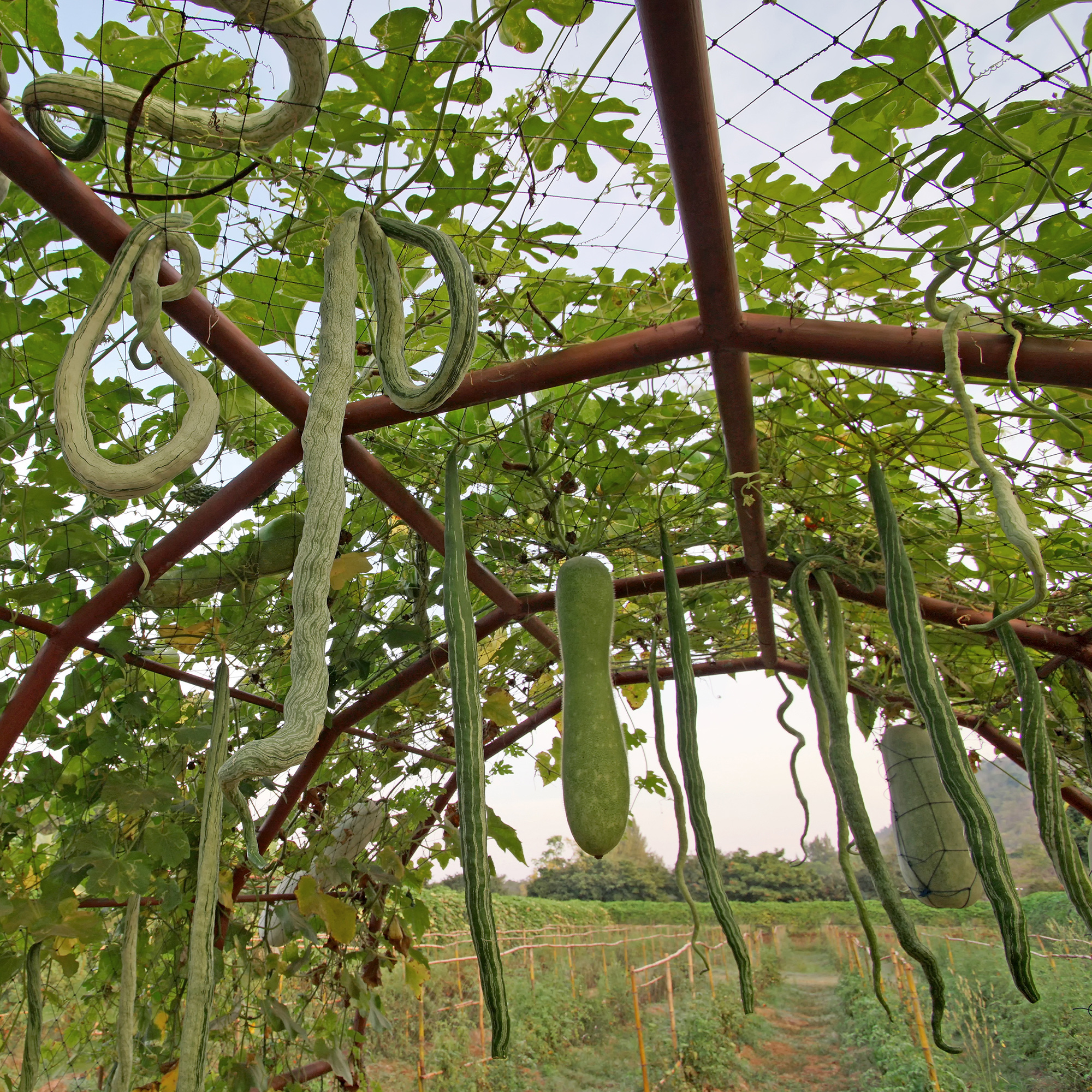 Gourd Seeds - Snake - 1 Lb ~13,440 Seeds - Garden Vegetable - Bulk - Buy Non-GMO Lagenaria siceraria Farm & Gardening Seeds Onli