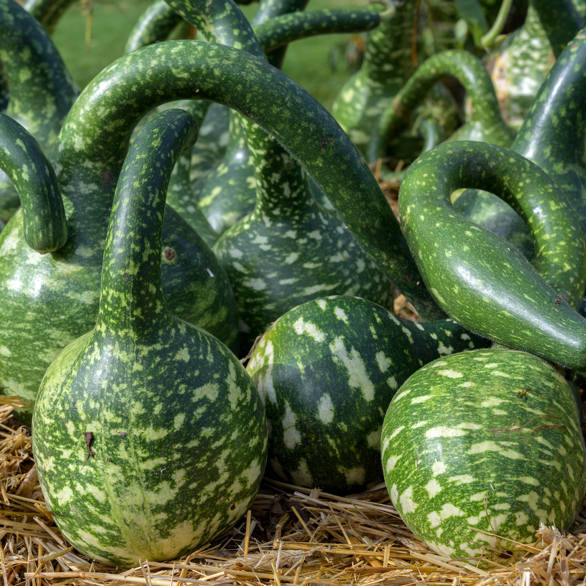 Gourd Seeds - Speckled Swan - 1 Lb ~13,440 Seeds - Bulk - Garden Vegetable - Buy Non-GMO Lagenaria siceraria Farm & Gardening Se