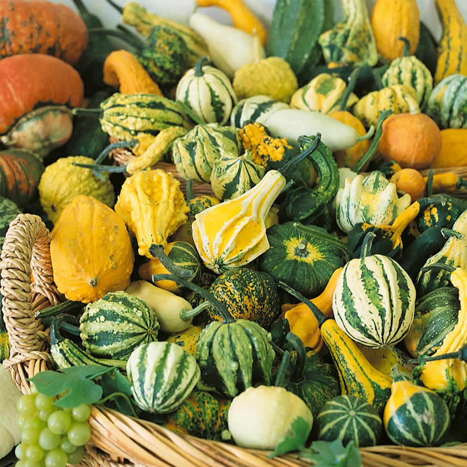 Seeds: Small Mix Gourd Garden - 4 Oz- Non-GMO Heirloom Vegetable - Buy Non-GMO Cucurbita pepo Farm & Gardening Seeds Online
