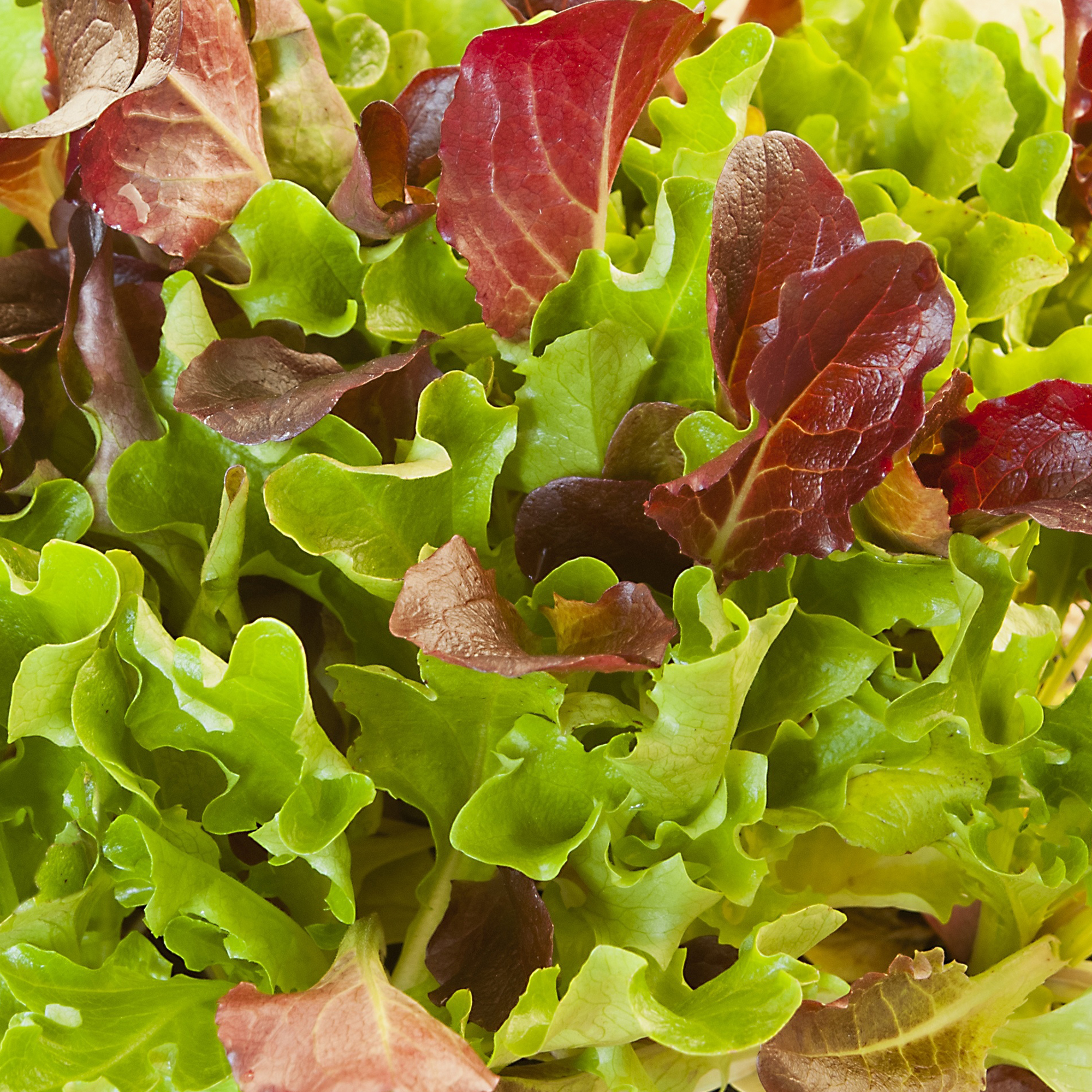 Heatwave Lettuce Mix - 5 Lb Bulk ~2M Seeds - Farm & Garden - Blend - Buy Non-GMO Mix Farm & Gardening Seeds Online