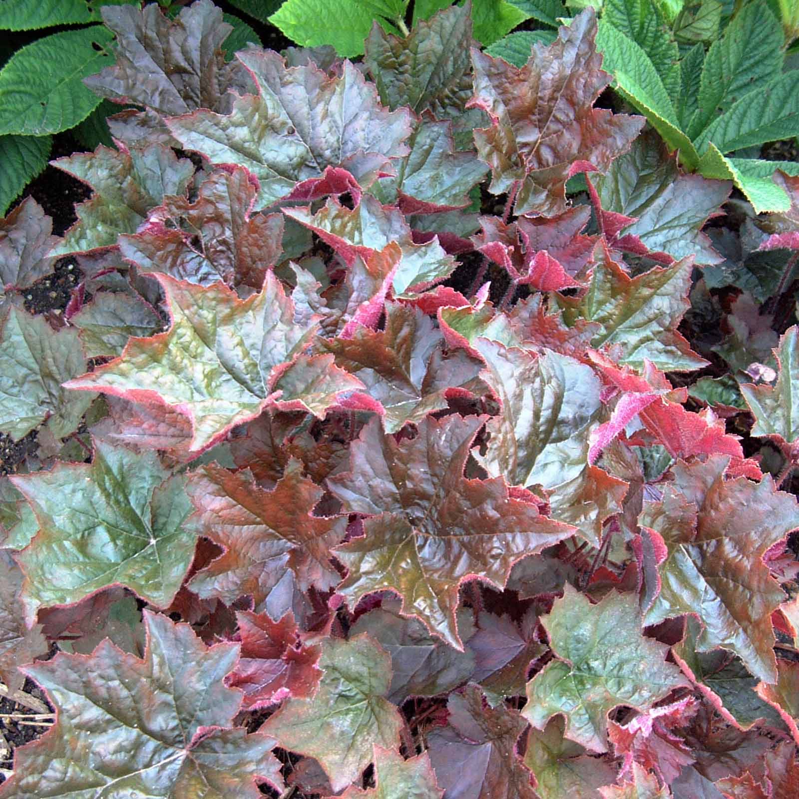 Seeds: Purple Palace Heuchera Flower Garden - 1000 Seeds - Perennial - Buy Non-GMO Heuchera sanguinea Farm & Gardening Seeds Onl