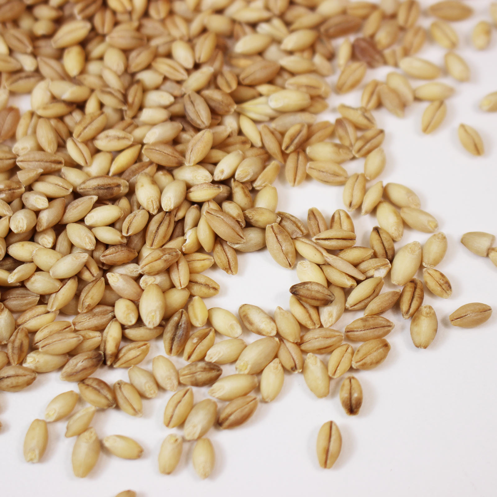 Organic Hulless Sprouting Barley - 4 Oz Non-GMO Sprouts, Barley Grass - Buy Non-GMO Hordeum vulgare Farm & Gardening Seeds Onlin