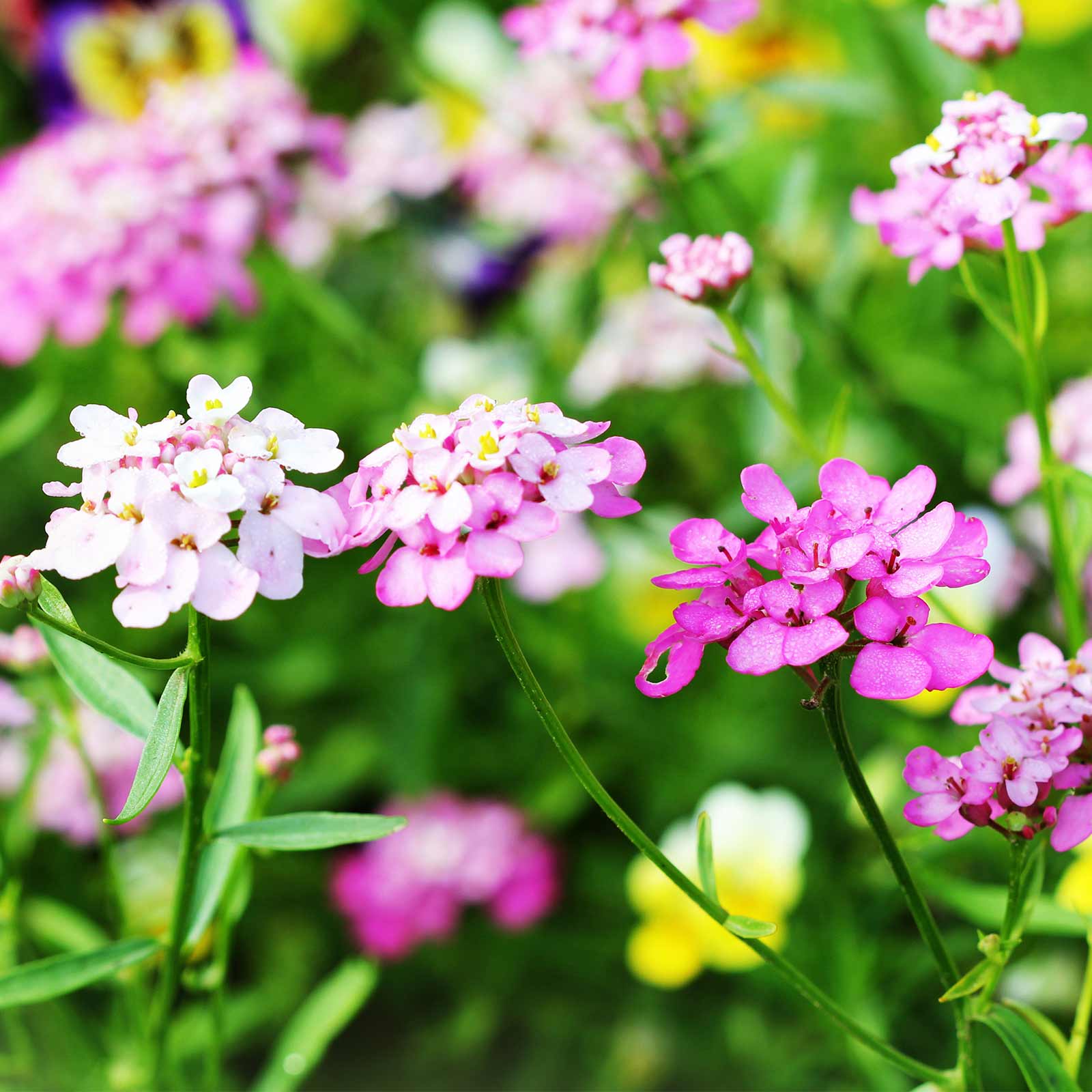 Seeds: Candytuft Iberis Flower Garden - Empress Mixture - 1 Oz- Annual - Buy Non-GMO Iberis amara Farm & Gardening Seeds Online