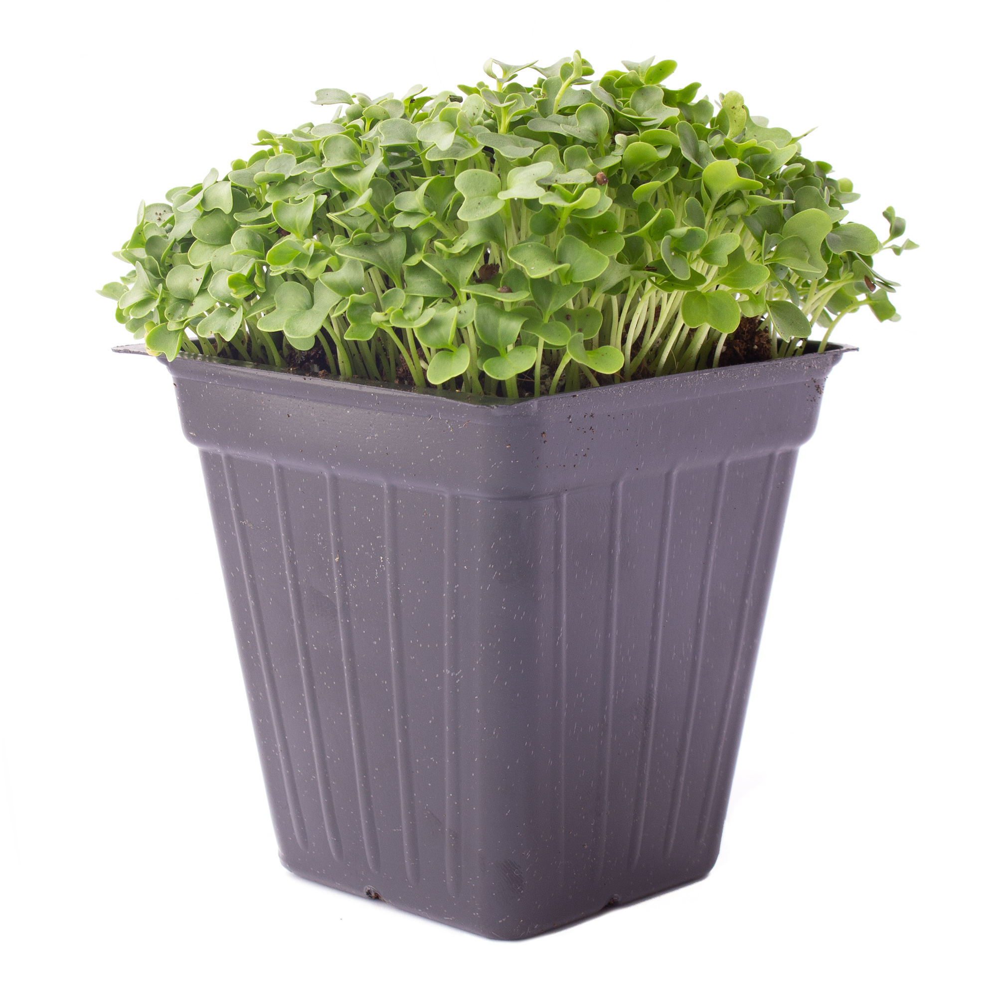 Kale Microgreens - 1 Oz ~8000 Seeds - Brassica oleracea - Micro Greens - Buy Non-GMO Brassica oleracea Farm & Gardening Seeds On