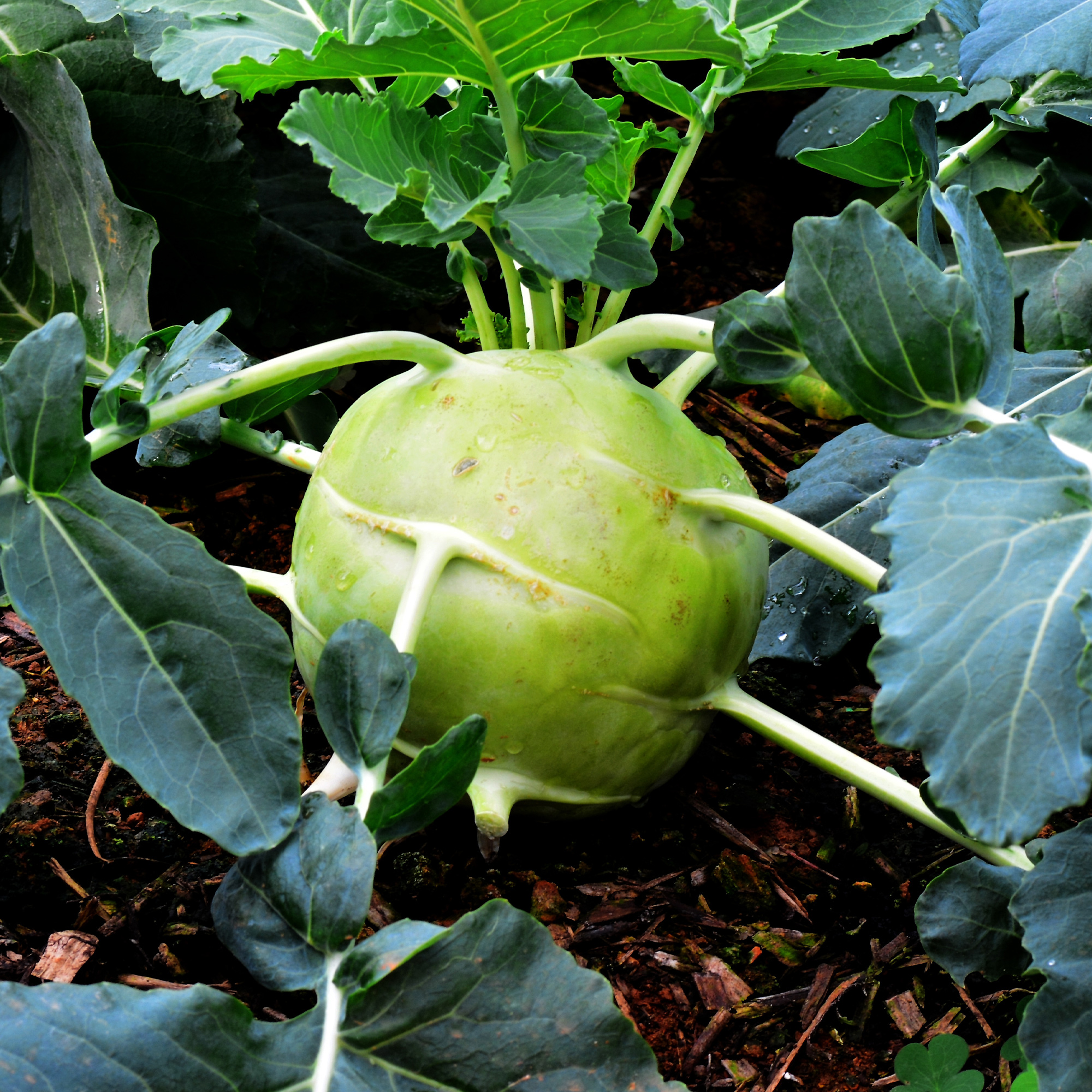 Superschmelz Giant White Kohlrabi - 25 Lb Bulk ~3,200,000 Seeds - Buy Non-GMO Brassica oleracea Farm & Gardening Seeds Online