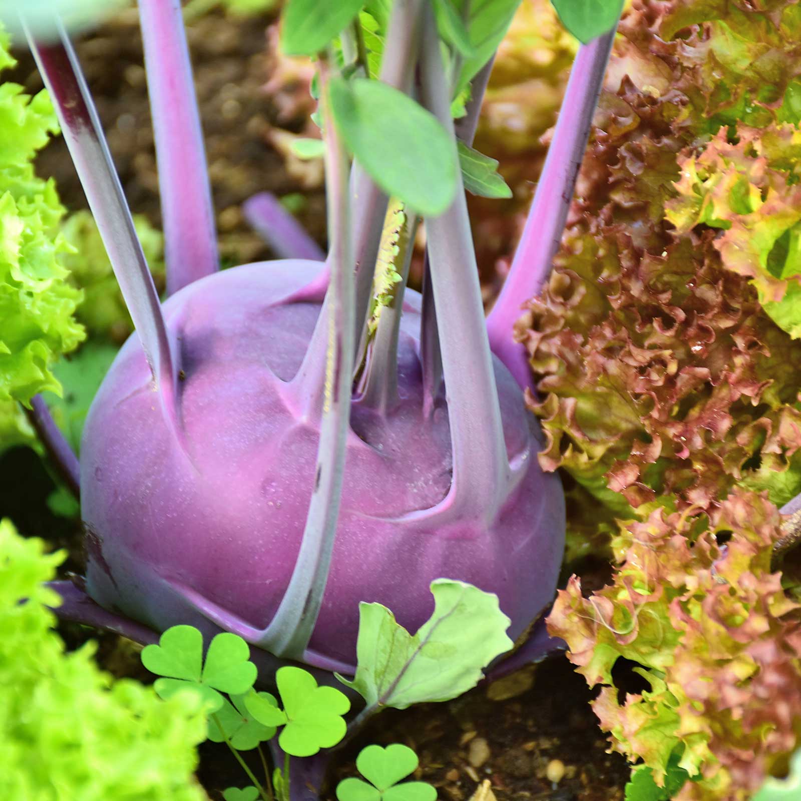 Organic Kohlrabi, Purple Vienna - 2 g Packet ~500 Seeds - Vegetable Garden - Buy Non-GMO Brassica oleracea var. gongylodes Farm 