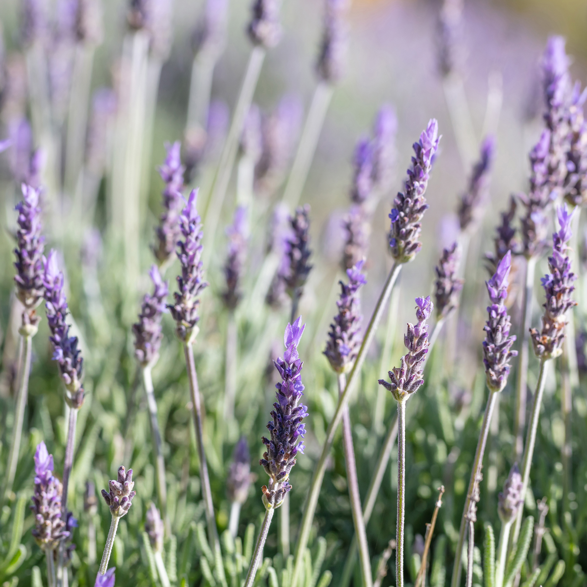 Organic Lavender Seeds - 1 Oz ~26,300 Non-GMO Heirloom Herb Seeds - Buy Non-GMO Lavandula angustifolia Farm & Gardening Seeds On