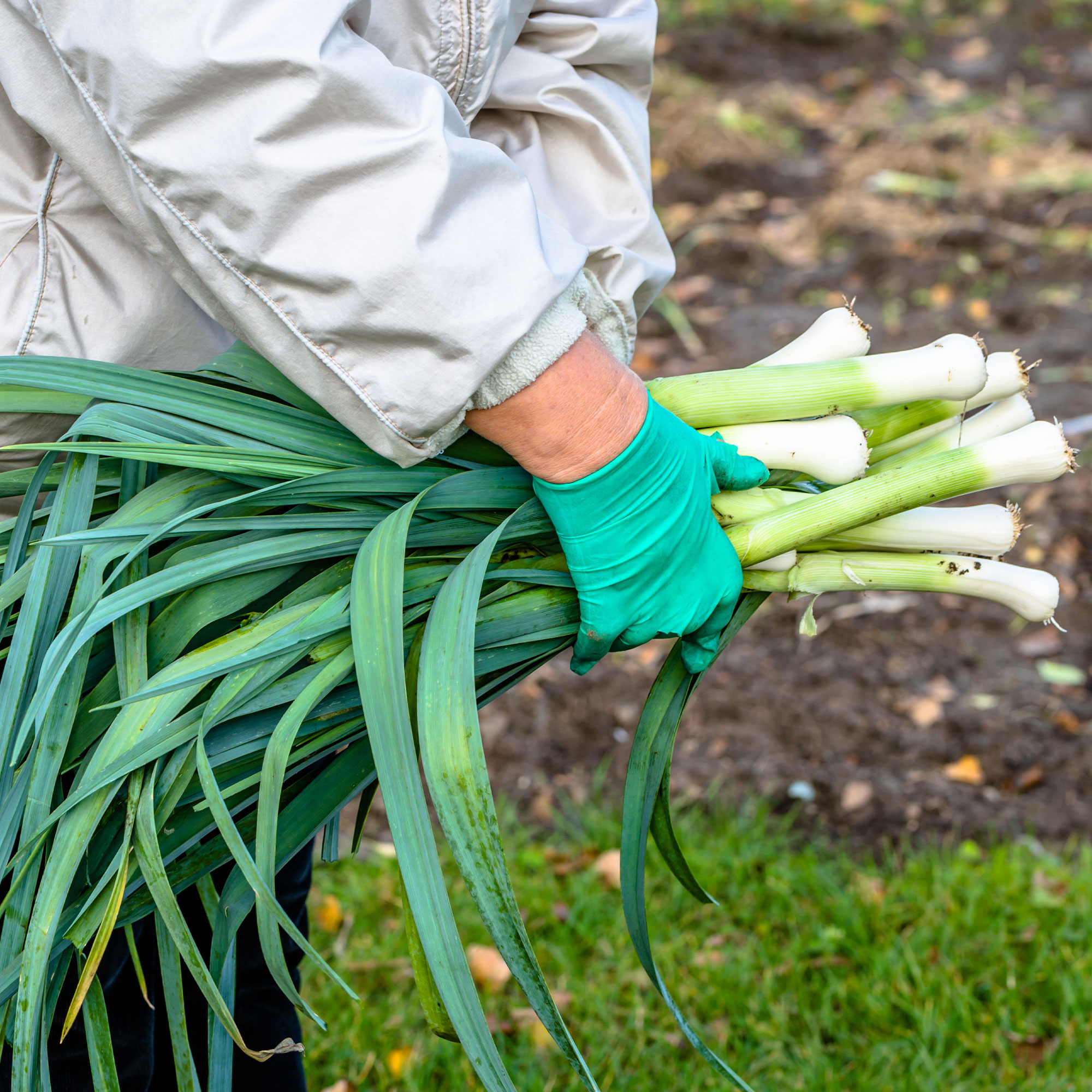 Leek Seeds - Carentan - 5 Lb ~880,000 - Garden Vegetable & Microgreens - Buy Non-GMO Allium porrum Farm & Gardening Seeds Online