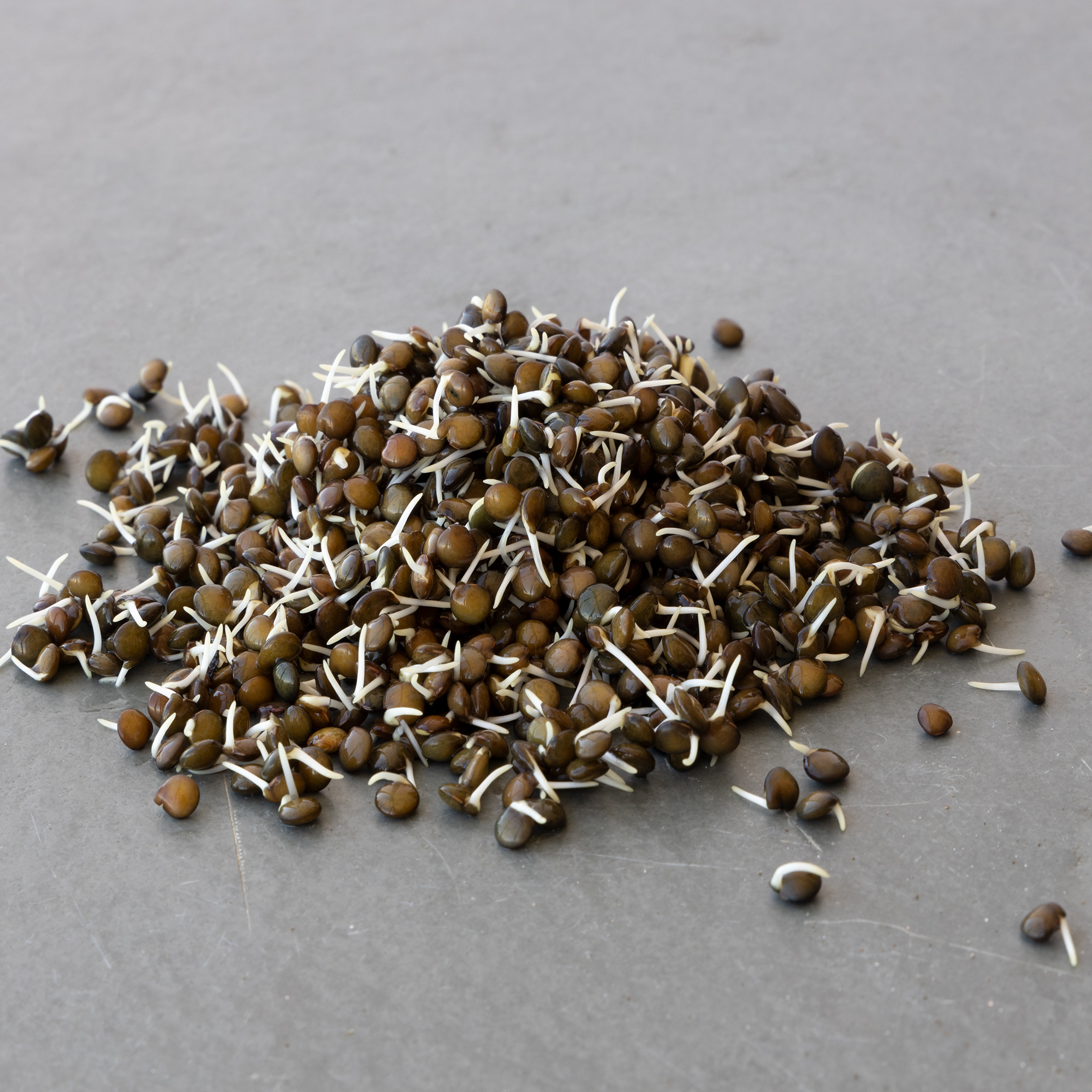 Unhulled Black Lentil Sprouting Seeds - Organic - 1 lb ~9,600 Seeds - Buy Non-GMO Vigna mungo Farm & Gardening Seeds Online