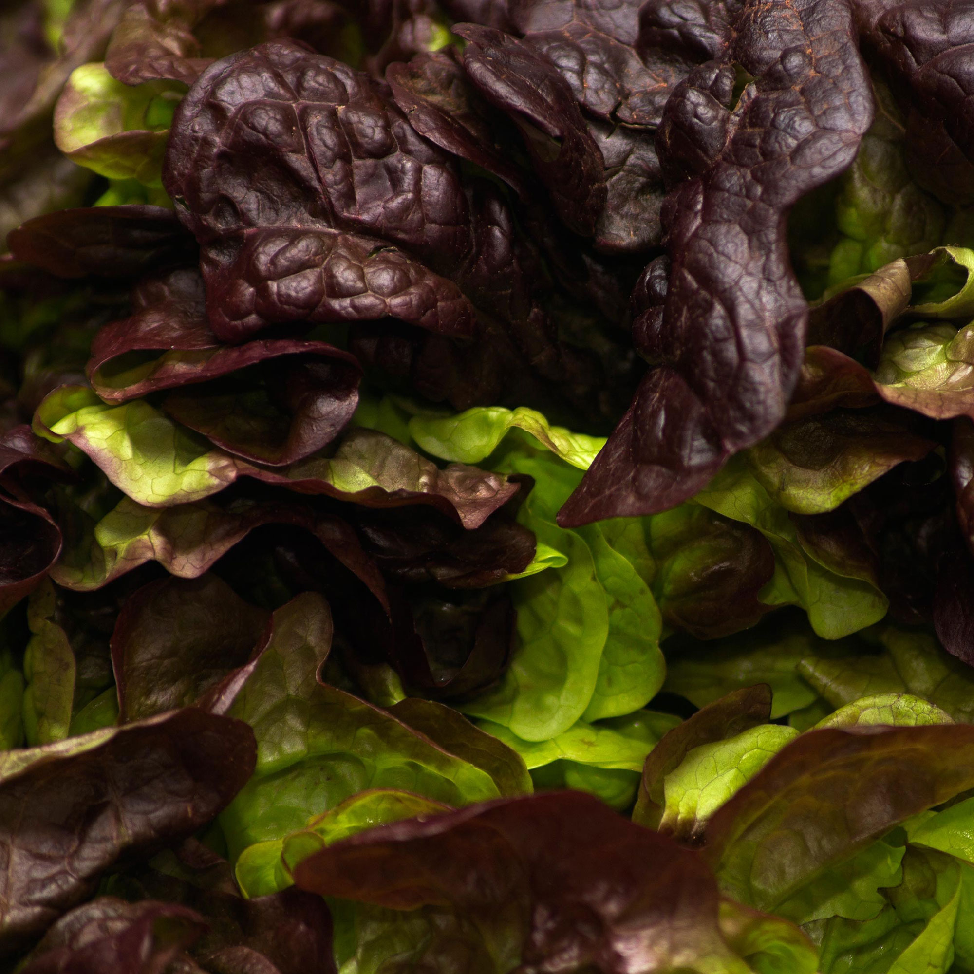 Lettuce Seeds - Butterhead - Burgundy Boston - 1 Lb ~400,000 - Garden Vegetable - Non-GMO, Heirloom