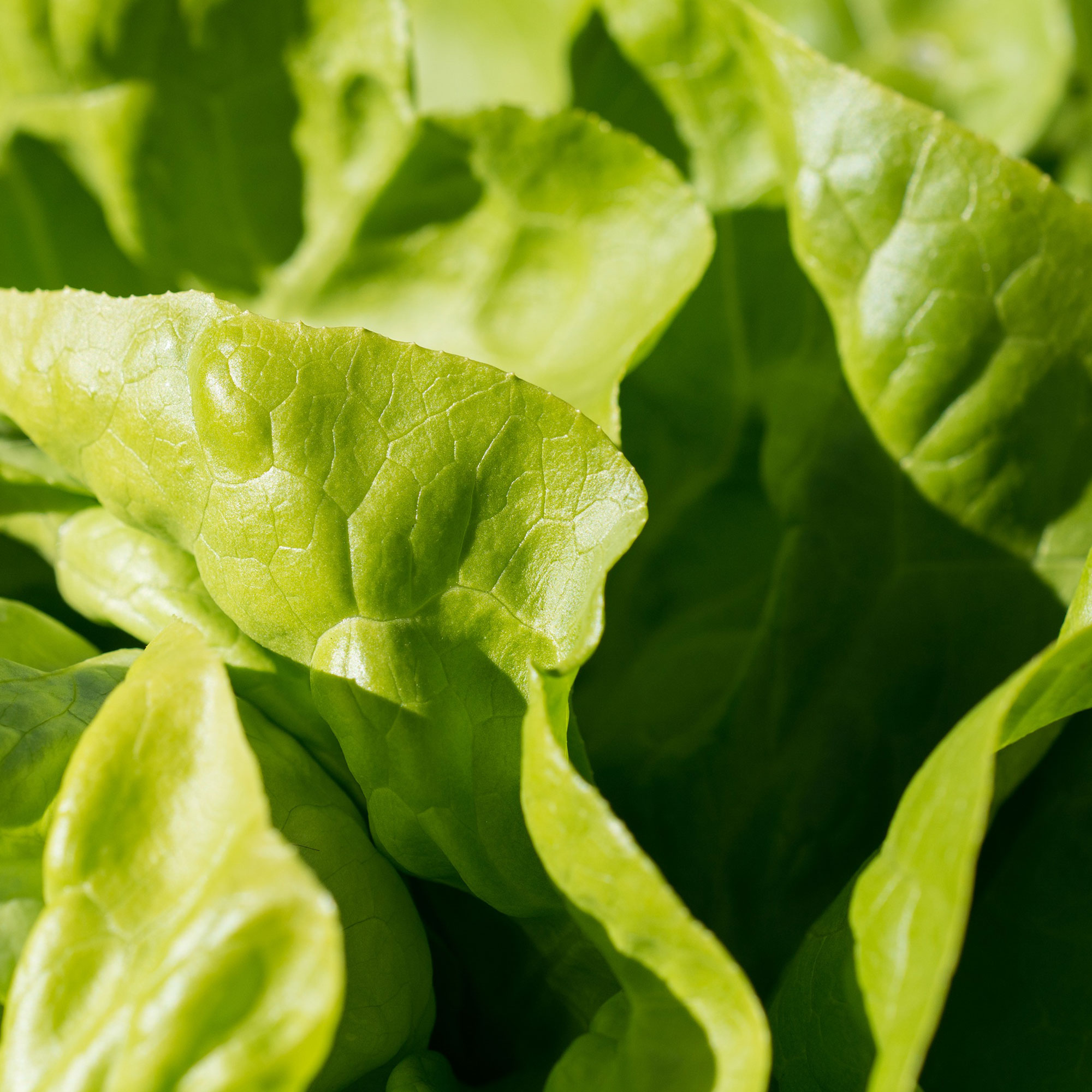 Lettuce Seeds - Butterhead - White Boston - 1 Lb ~400,000 - Bulk Seeds - Buy Non-GMO Lactuca sativa Farm & Gardening Seeds Onlin