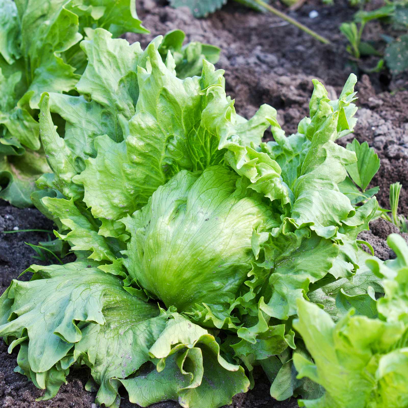 Seeds: Lettuce Garden - Crisphead Great Lakes 118 - 1 Oz- Heirloom - Buy Non-GMO Lactuca sativa Farm & Gardening Seeds Online